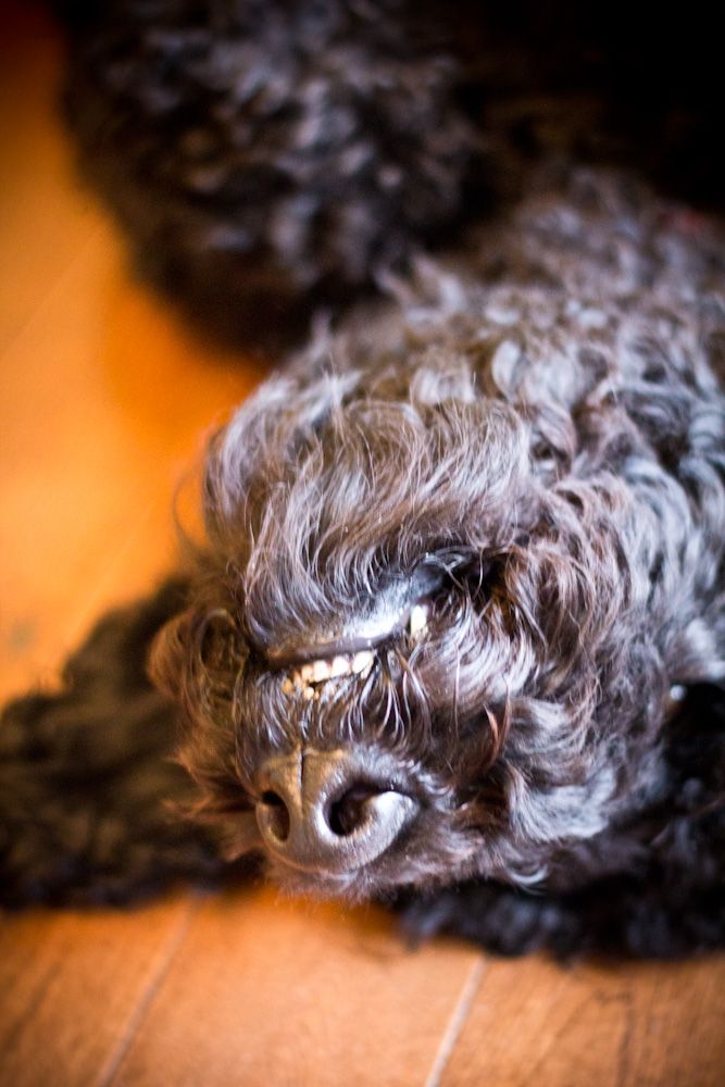 how to use clicker to stop dog barking