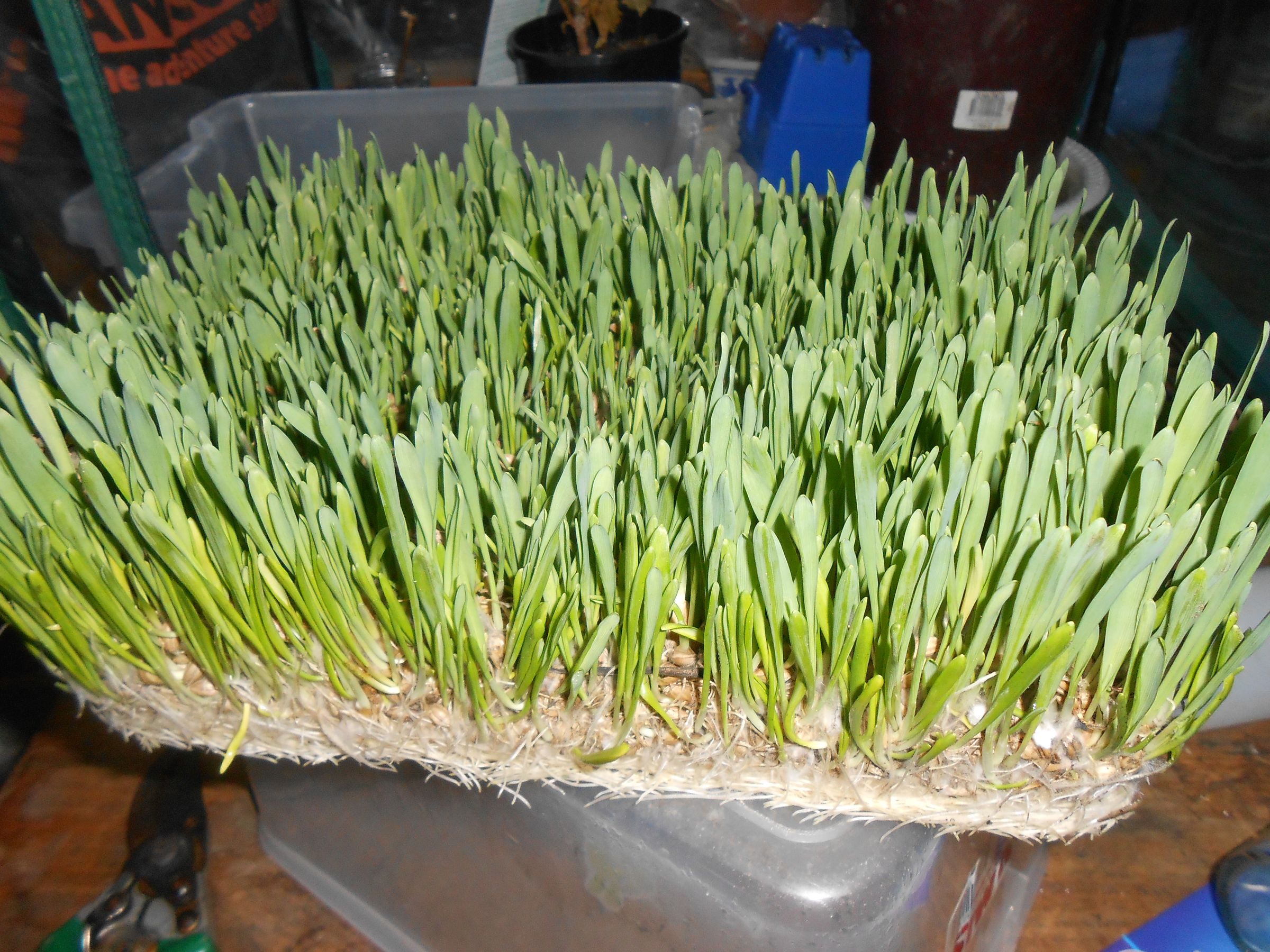 Growing Your Own Rabbit Feed Instructables