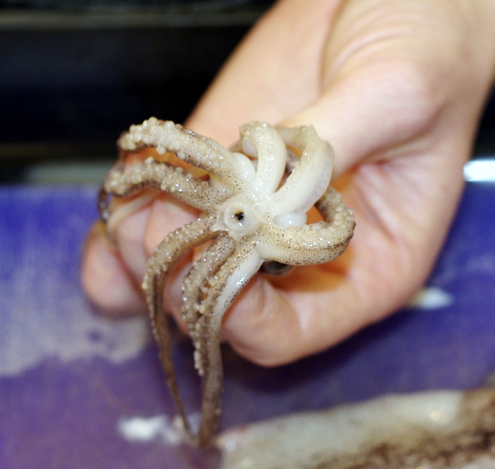 Diagram of squid external Quizlet