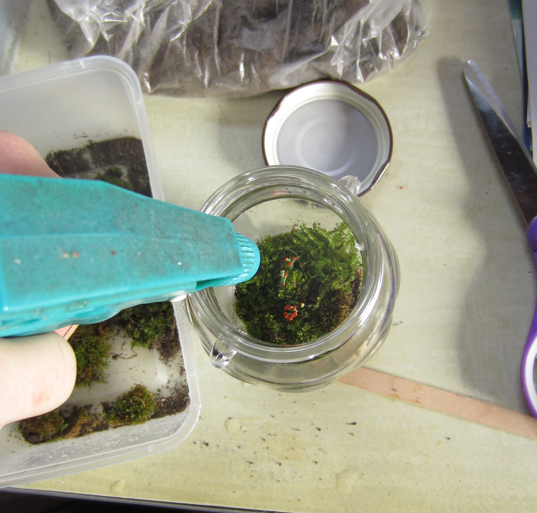 The Basics of Closed Jar Terrariums 5 Steps (with Pictures) Instructables