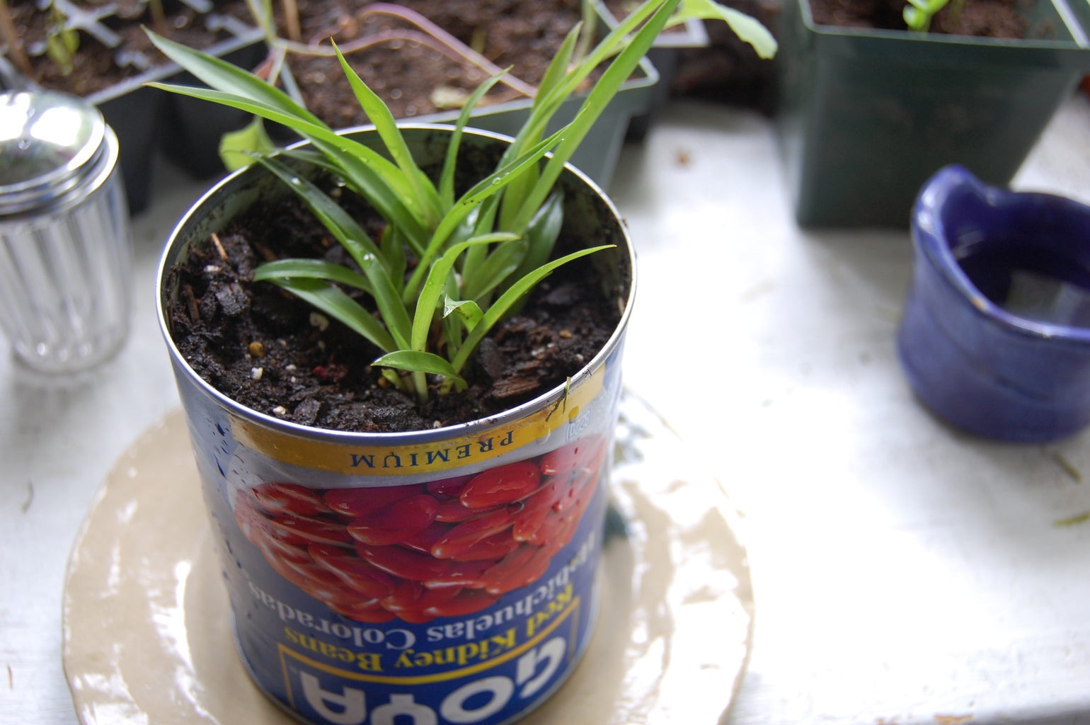 How To Start An Indoor Garden For Beginners - Diy Indoor Gardening