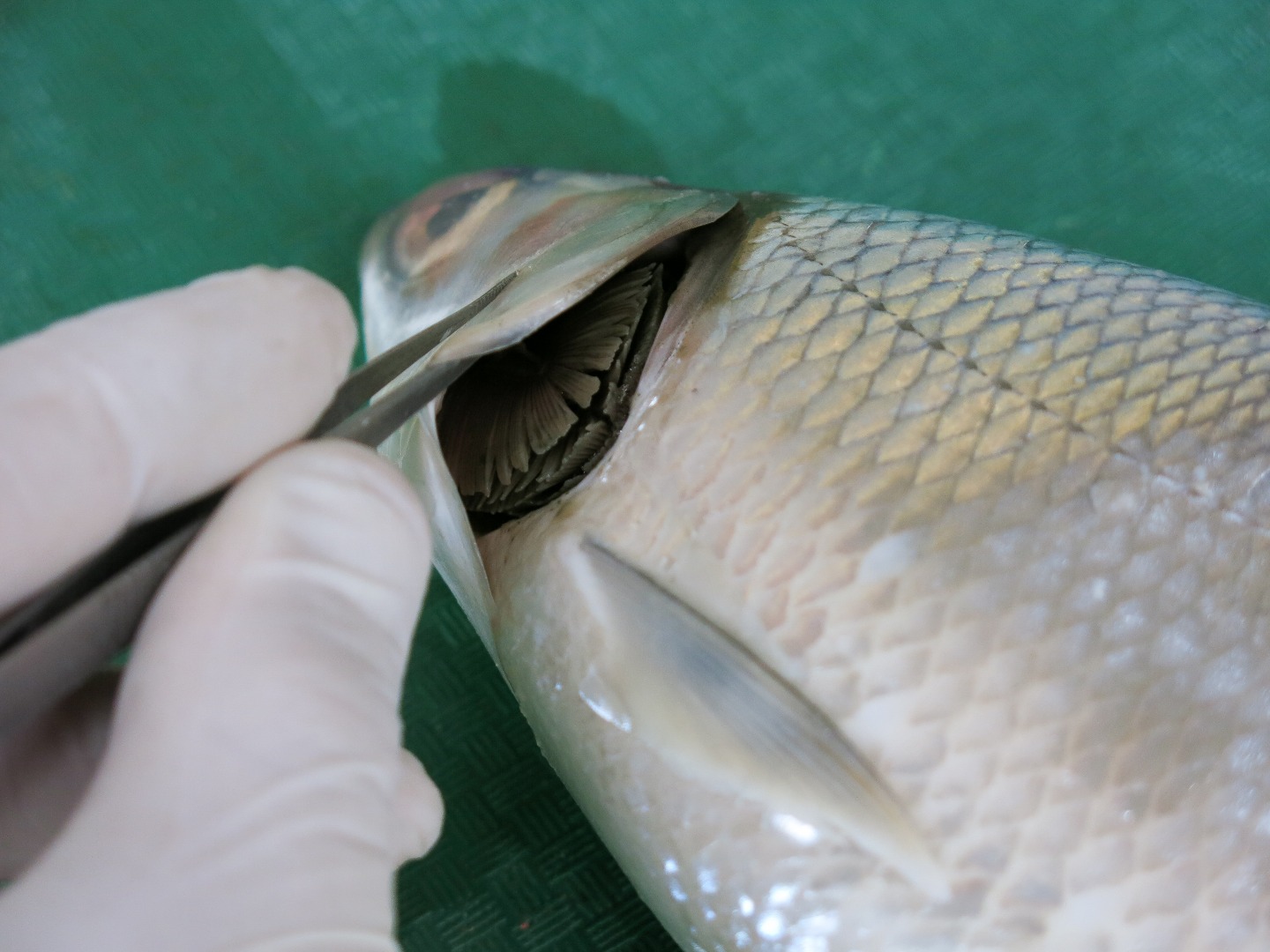 Fish Dissection! 11 Steps (with Pictures) Instructables