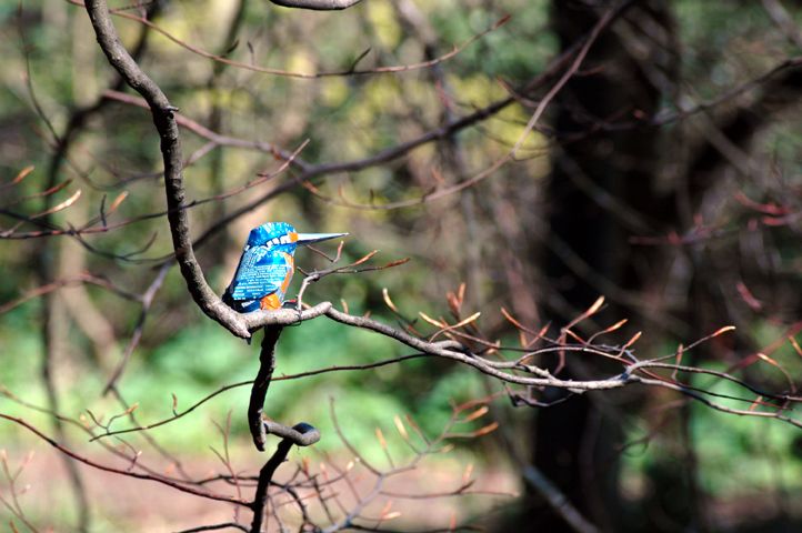 kingfisher project, kelvinbridge, glasgow, 2006 DIY Project DIY Project Image