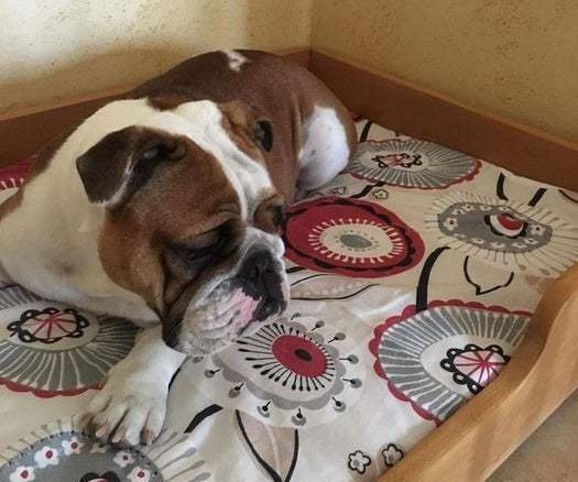 Wooden Dog Bed