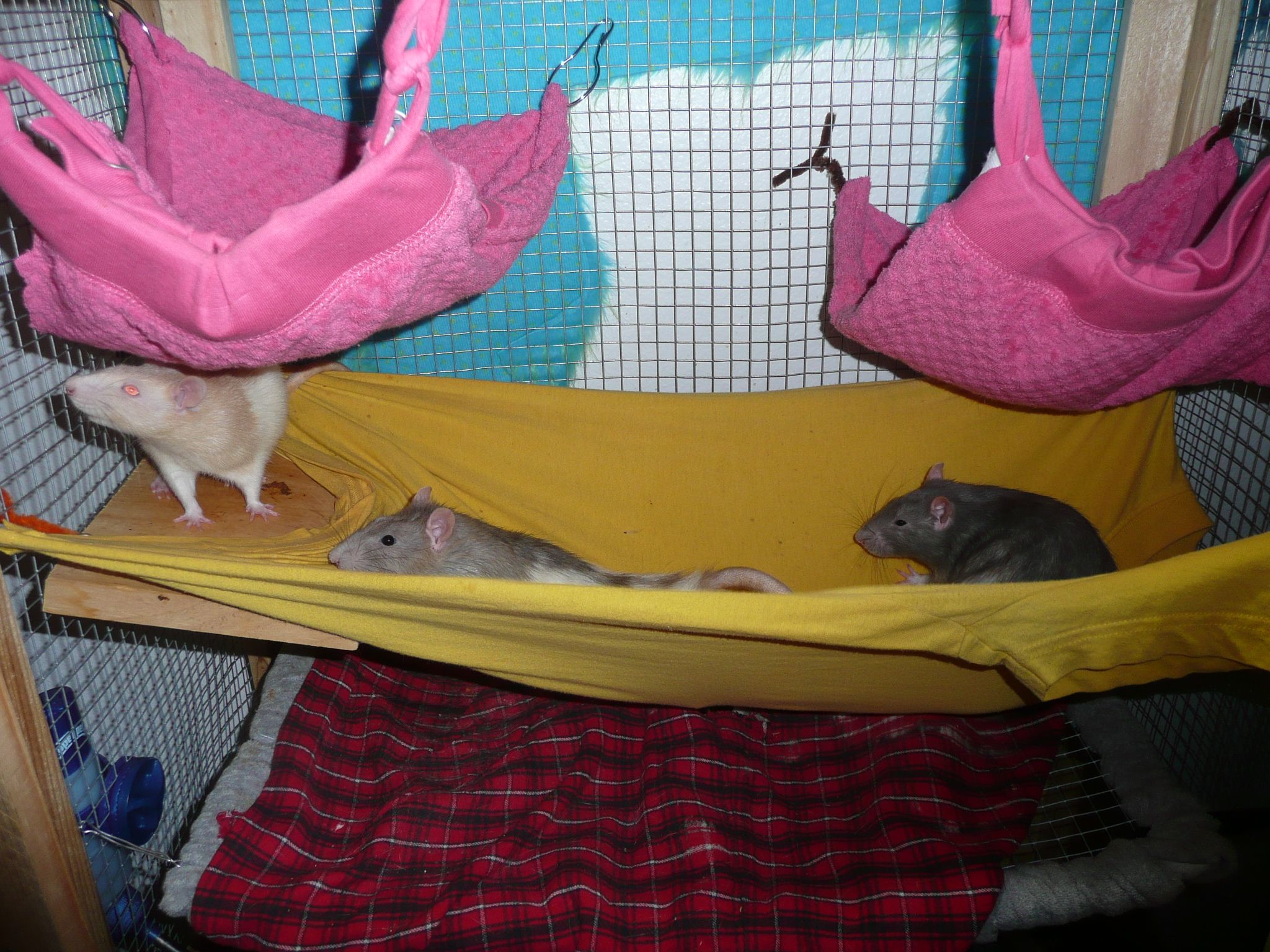 How To Pet Rats 8 Steps Instructables