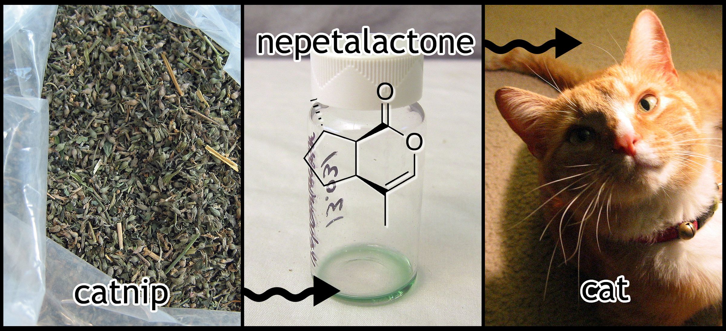 diy catnip spray