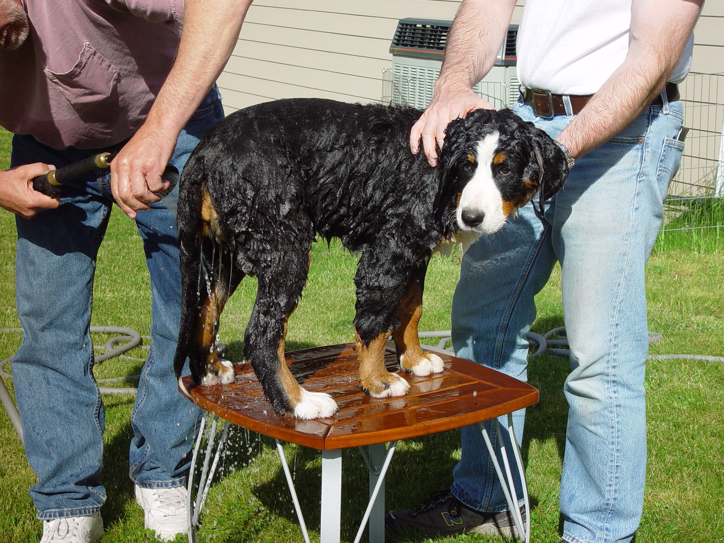 How to Give a Dog a Bath 4 Steps (with Pictures) Instructables