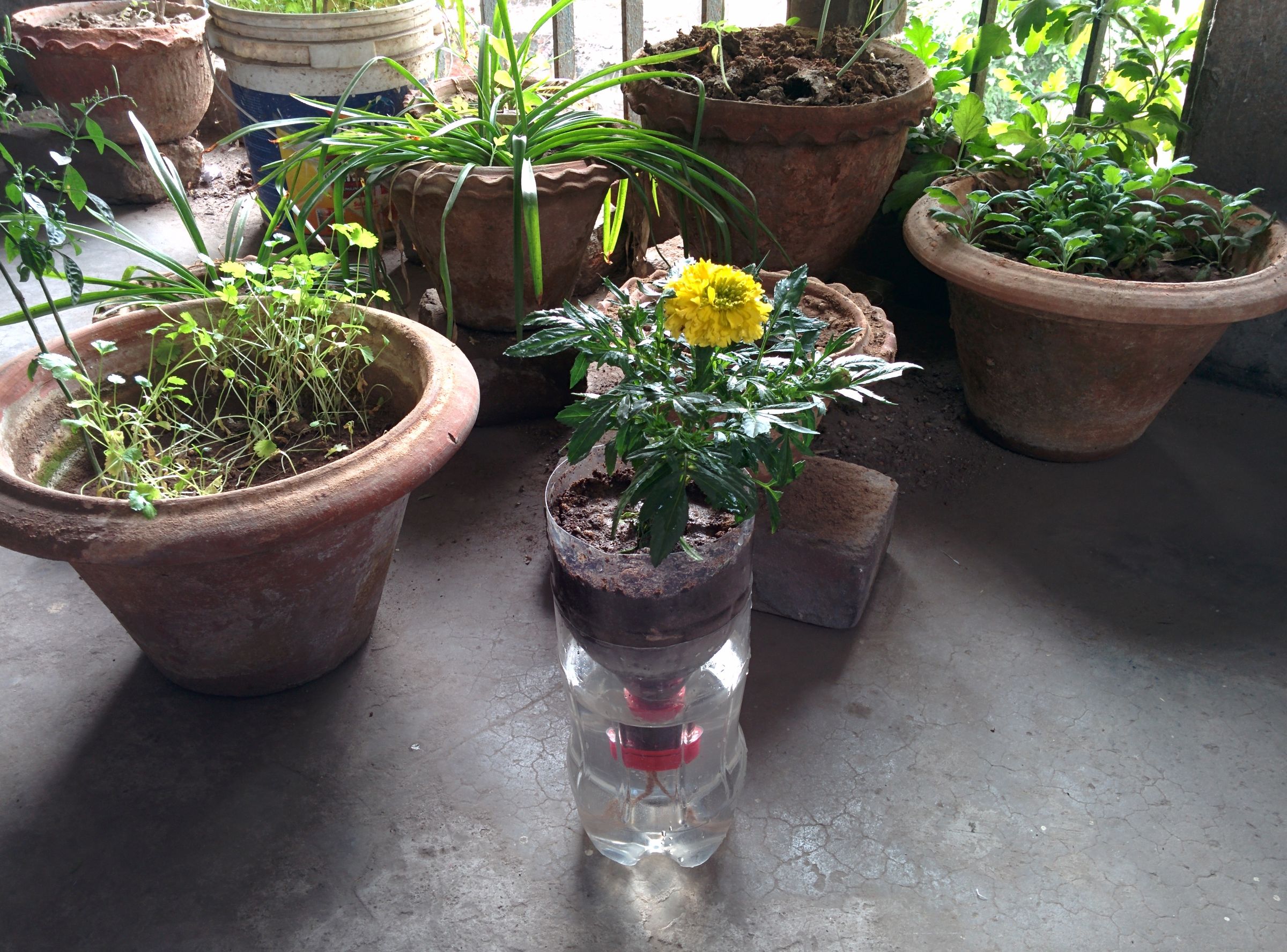 Recycled Bottle Self Watering Hydroponics 7 Steps (with Pictures) Instructables