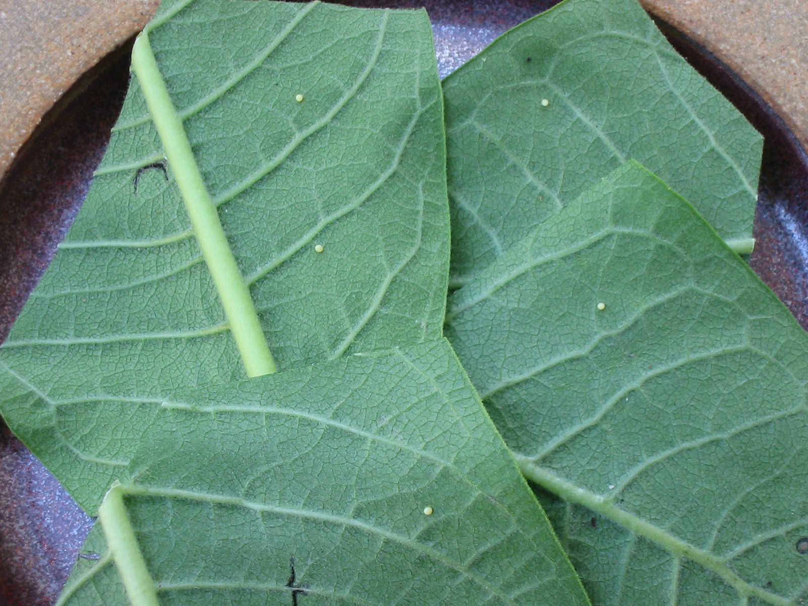 Monarch Butterflies Egg to Butterfly 12 Steps (with Pictures) Instructables