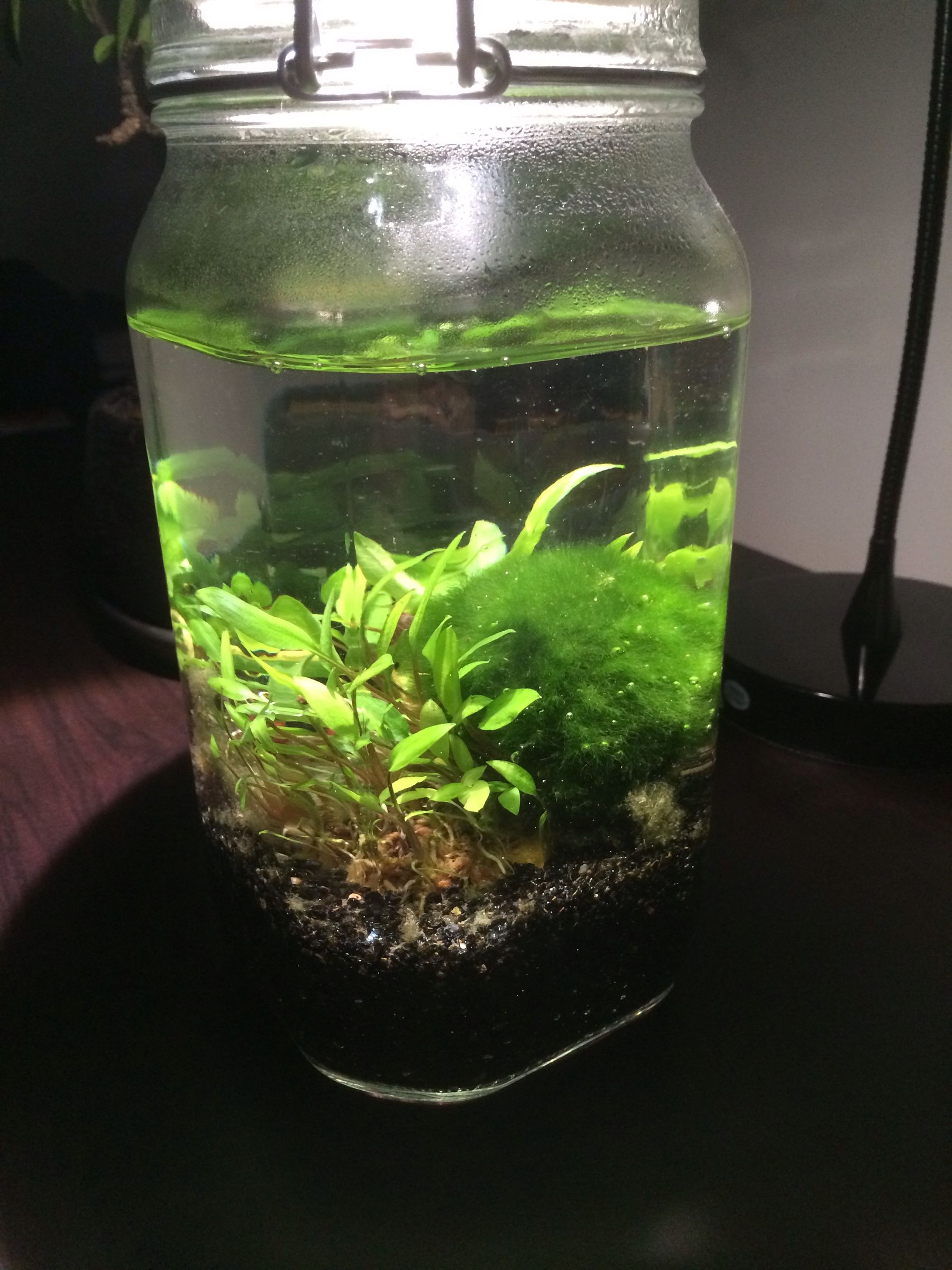 Build an Aquatic Ecosphere 9 Steps Instructables