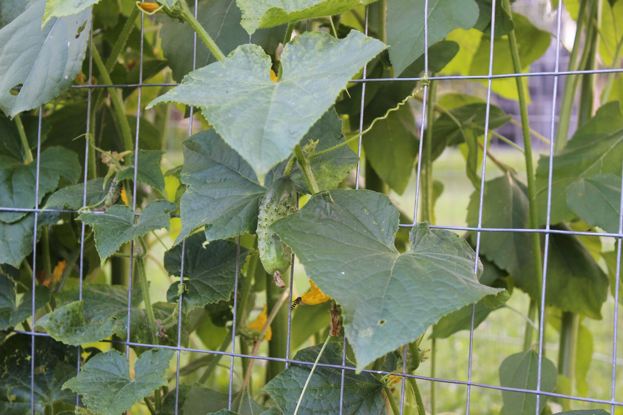 How to Preserve Cucumbers 3 Steps (with Pictures) Instructables