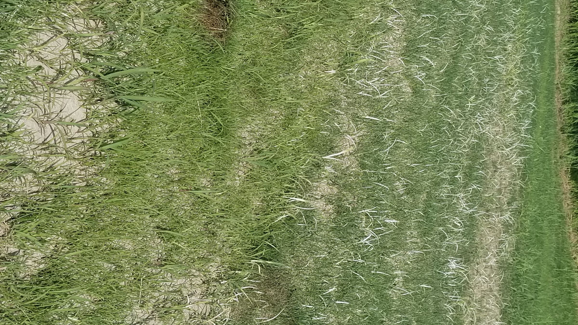 How to Plant Water Saver RTF Grass Seed 13 Steps (with Pictures) Instructables