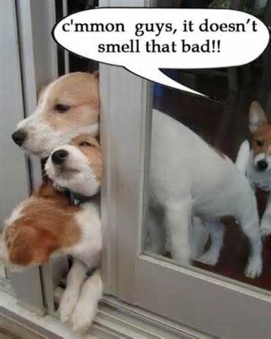 listerine for smelly dog