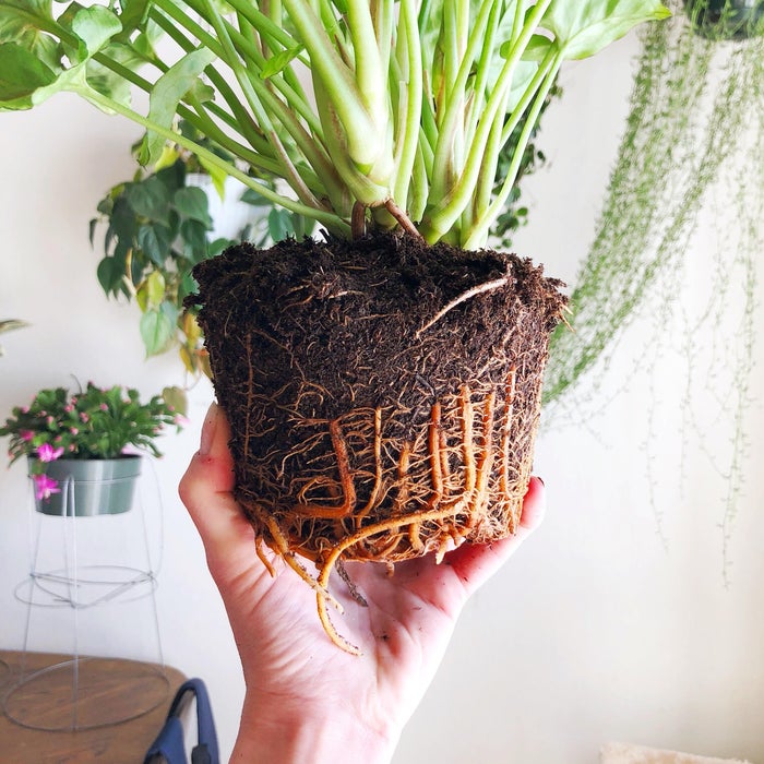 Stop Re-potting and Fertilizing