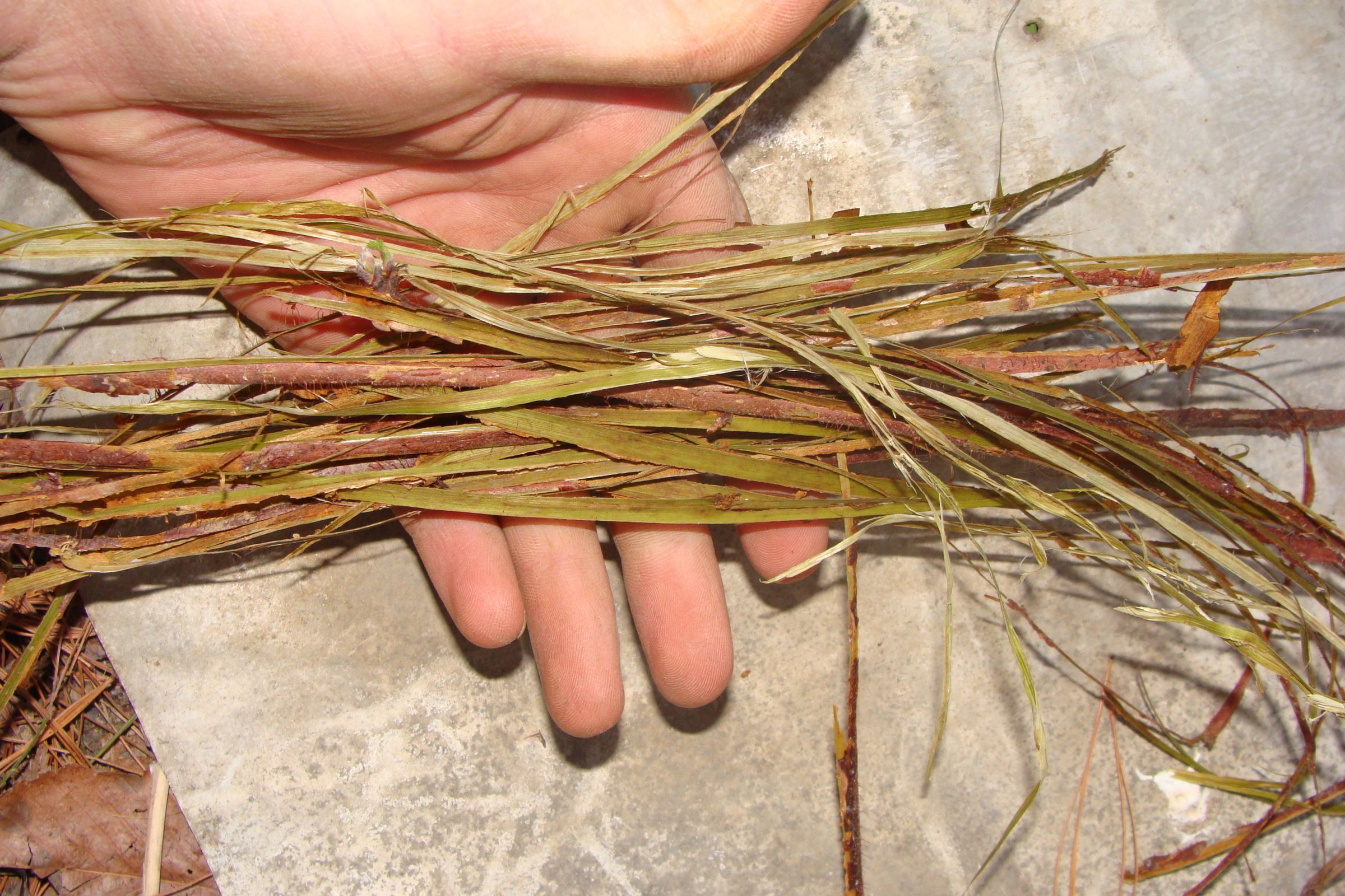 Natural Cordage 7 Steps (with Pictures) Instructables