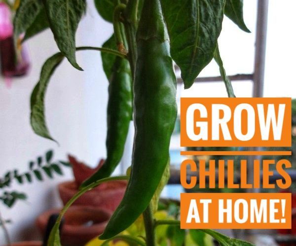 How to Grow CHILLIES at Home! 4 Steps Instructables