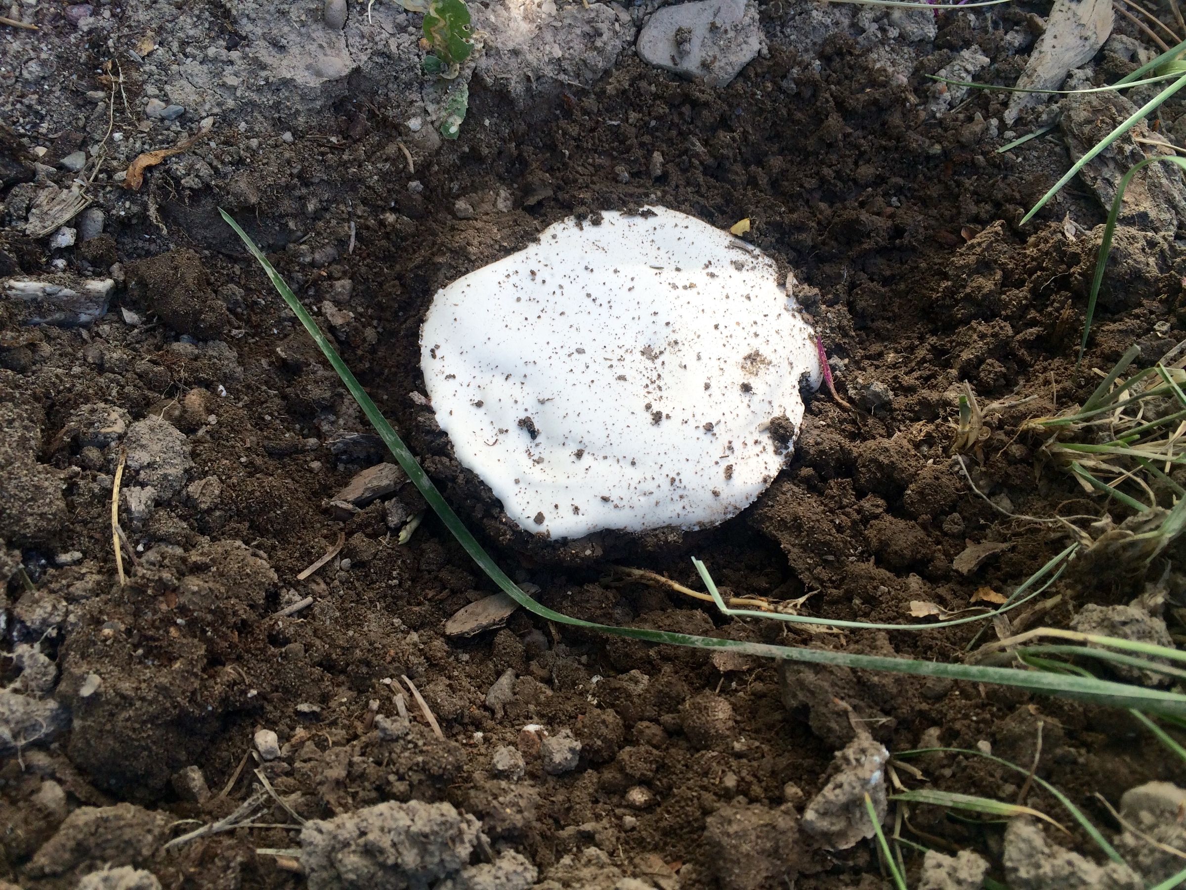 How to Make a Plaster Cast of an Animal Track 4 Steps (with Pictures