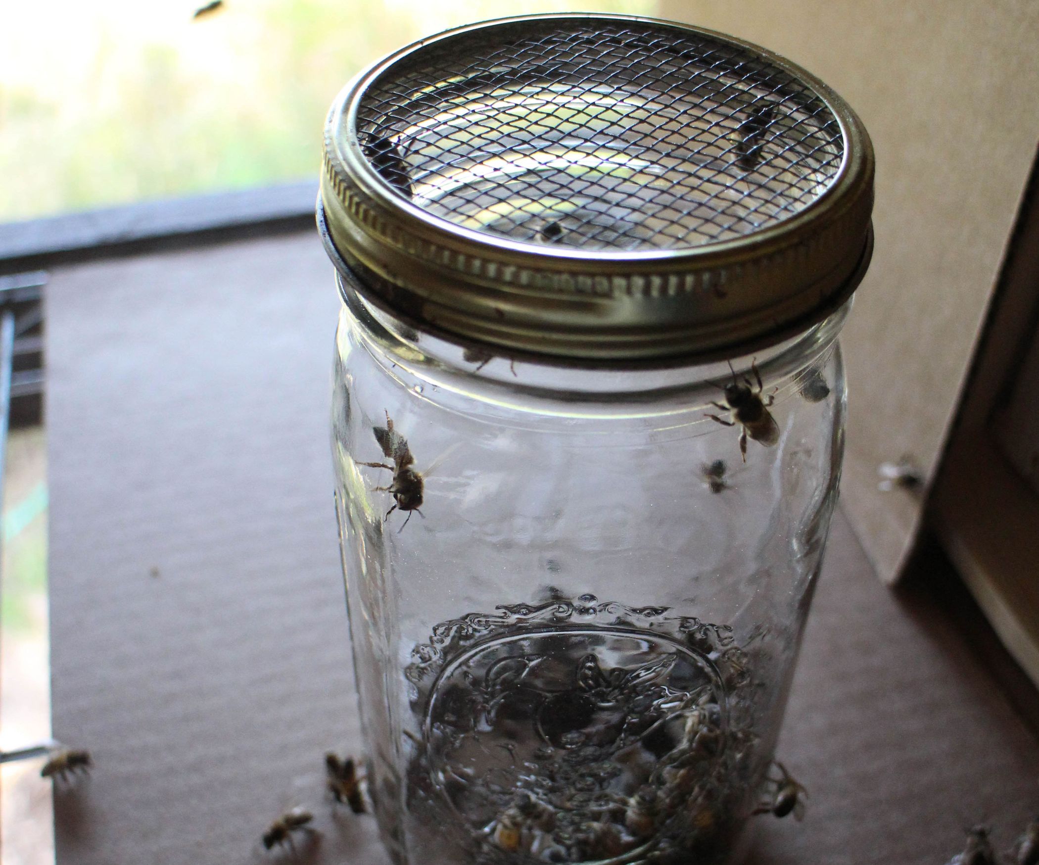 Sugar Coated Honey Bees or How to Test for Varroa Mites 10 Steps