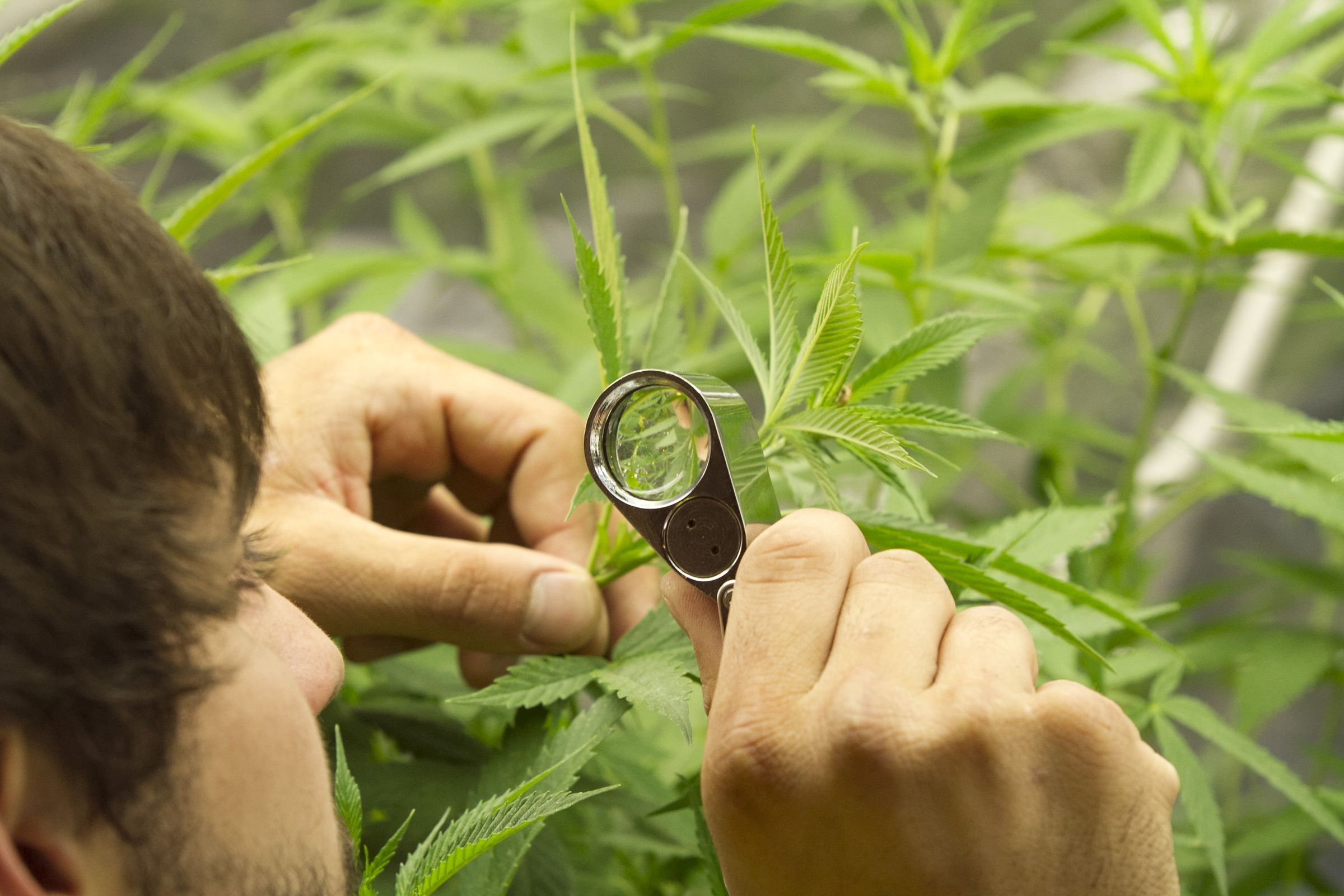 Killing Spider Mites 7 Steps (with Pictures) Instructables