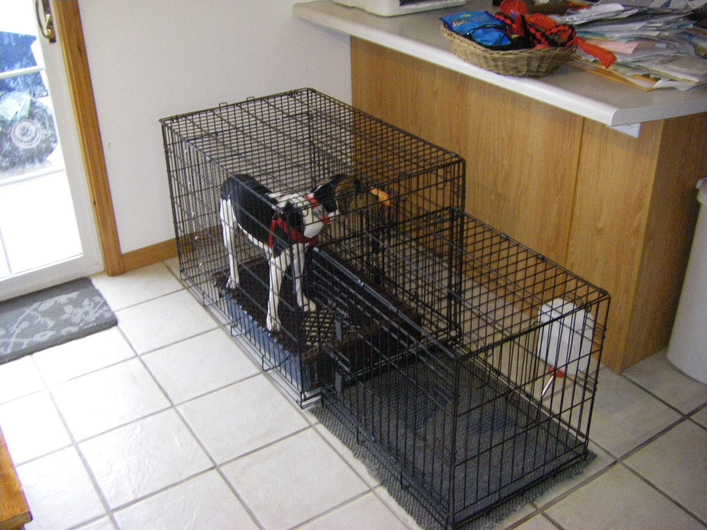 dog using bathroom in crate