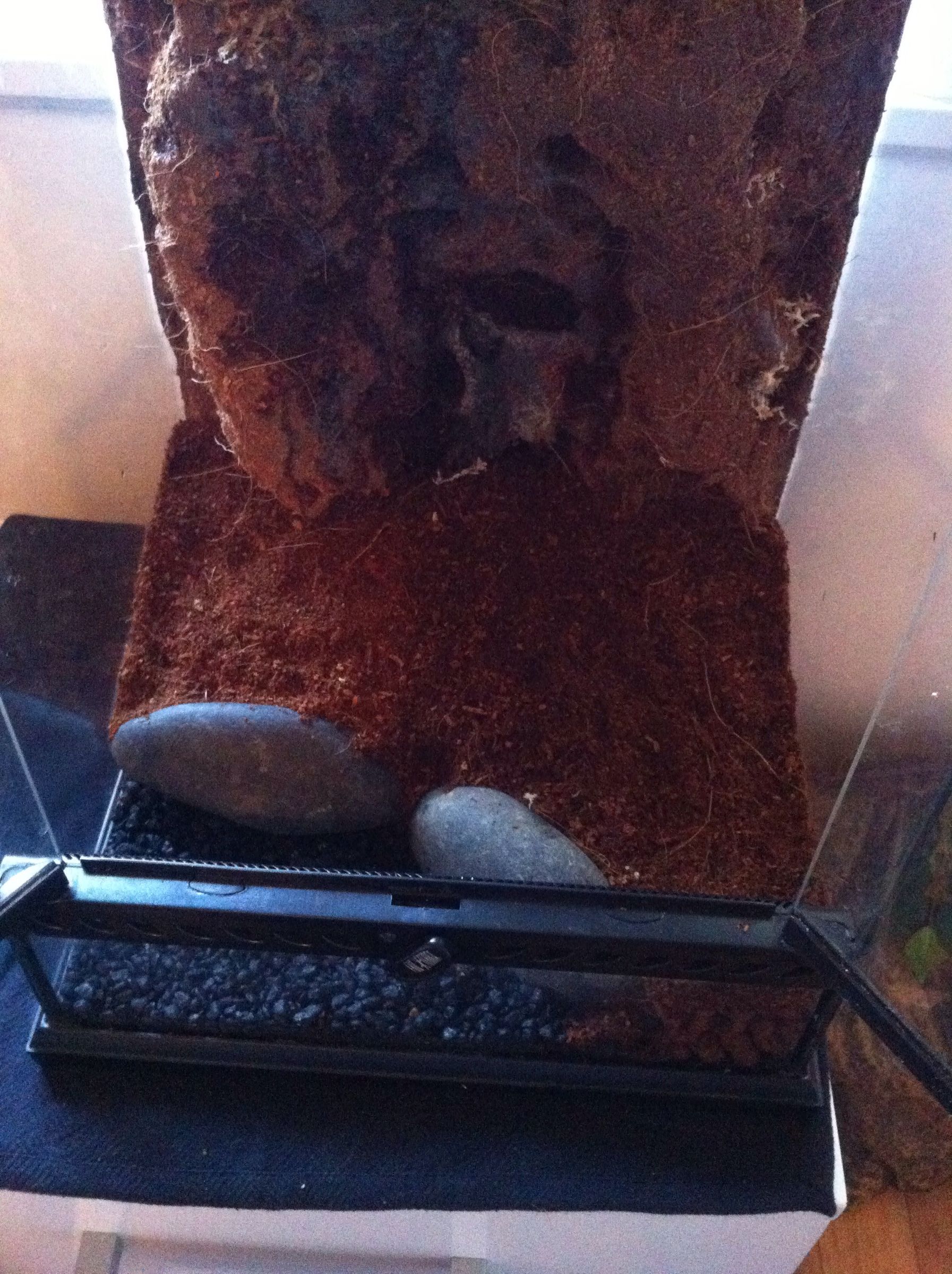 Terrarium/Vivarium Setup 8 Steps (with Pictures) Instructables