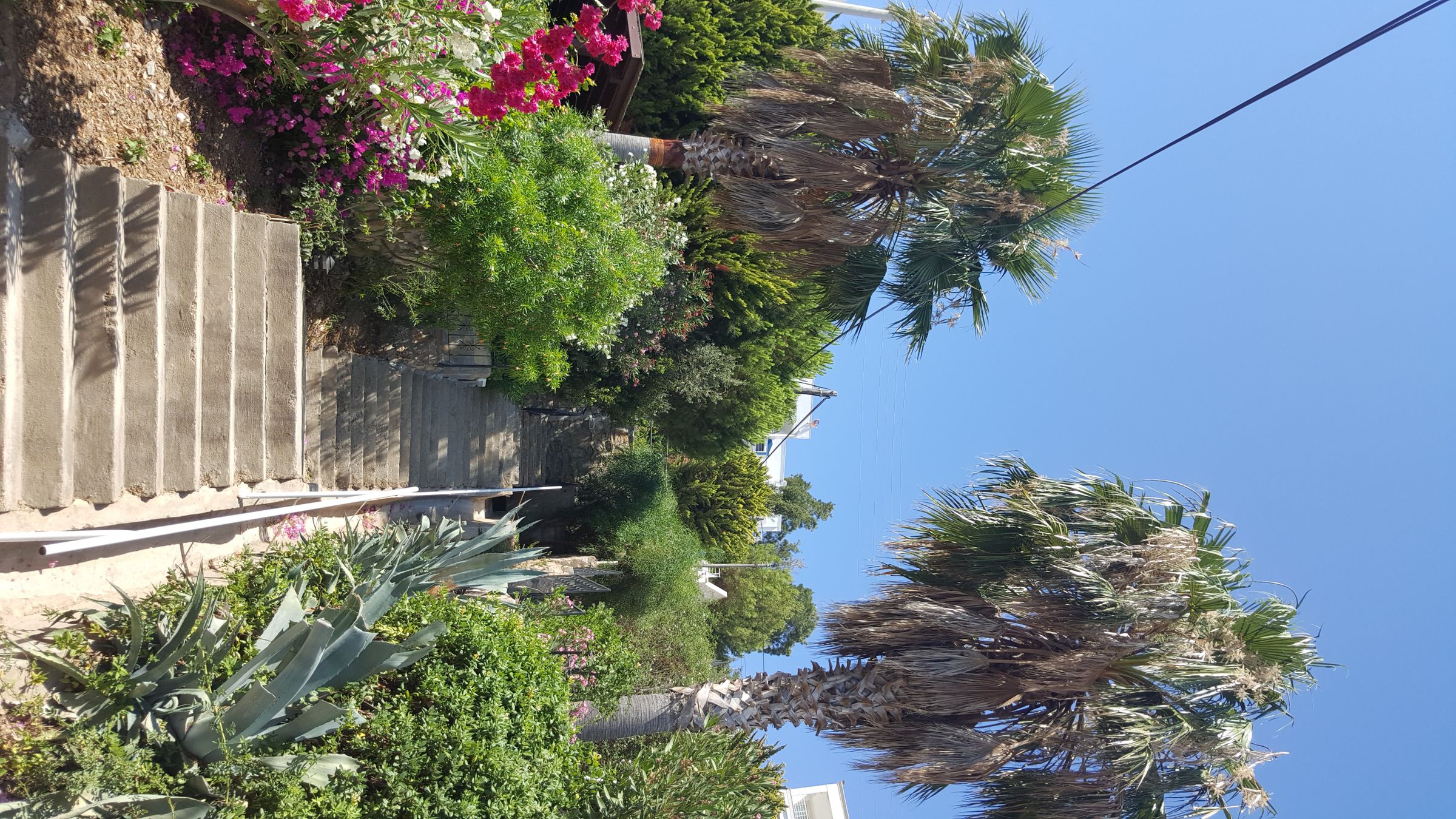 How to Cut Palm Tree's Leaves 10 Steps (with Pictures) Instructables