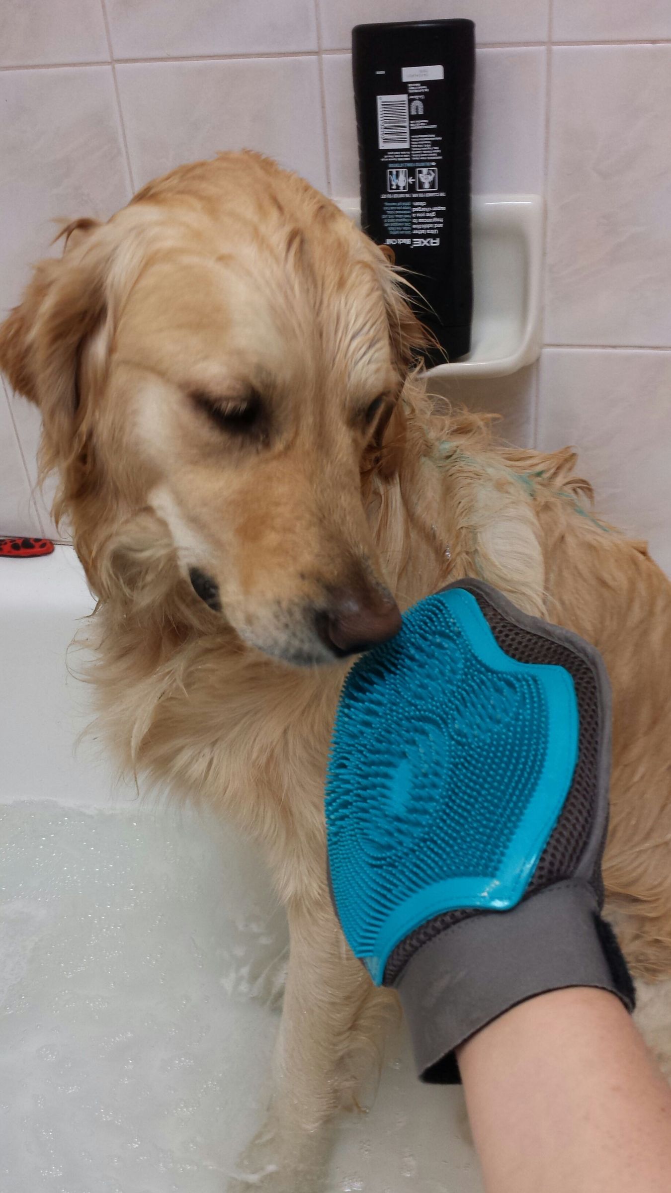 How to Wash Your Dog 7 Steps (with Pictures) Instructables