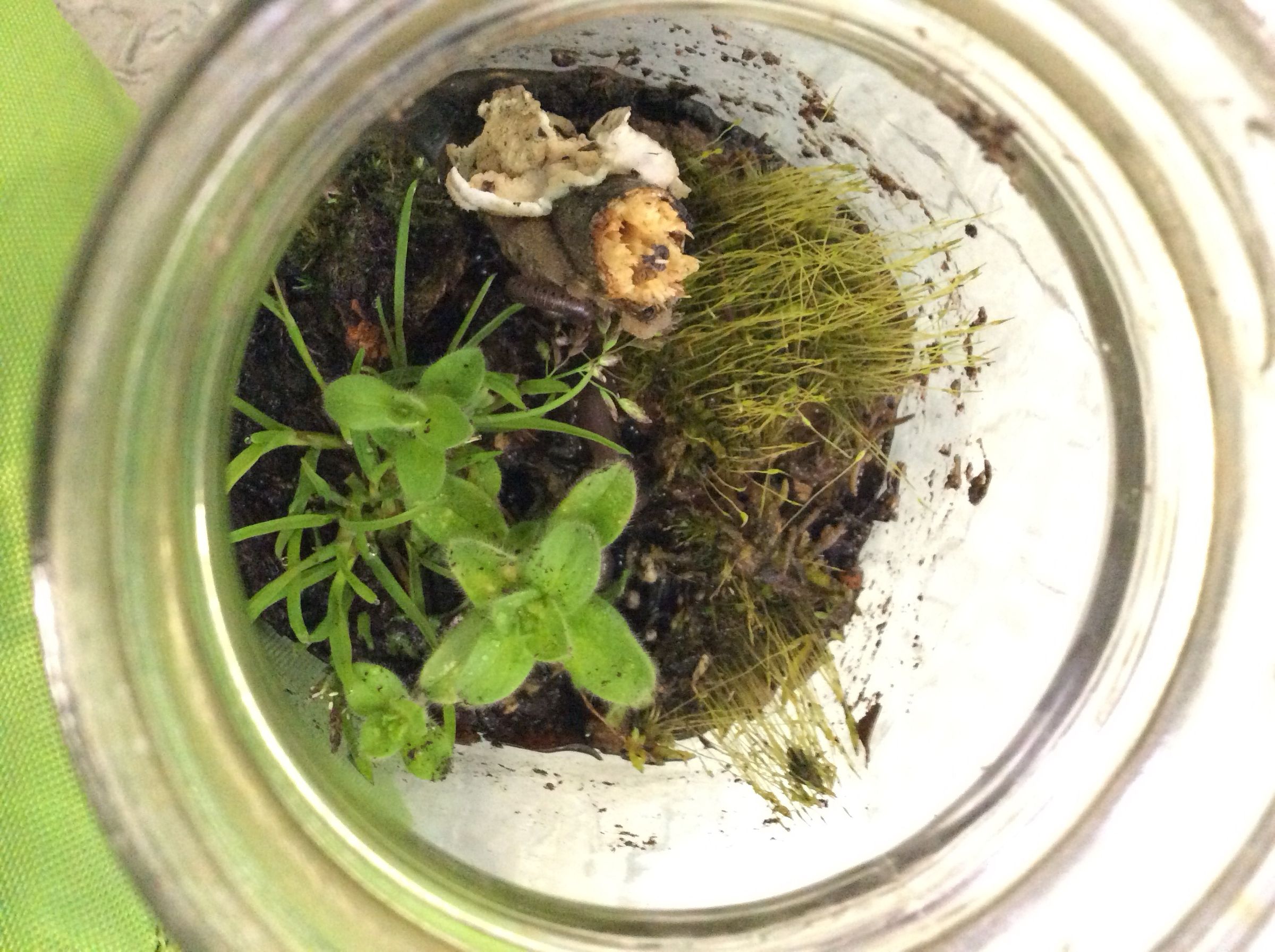 The Basics of Closed Jar Terrariums 5 Steps (with Pictures