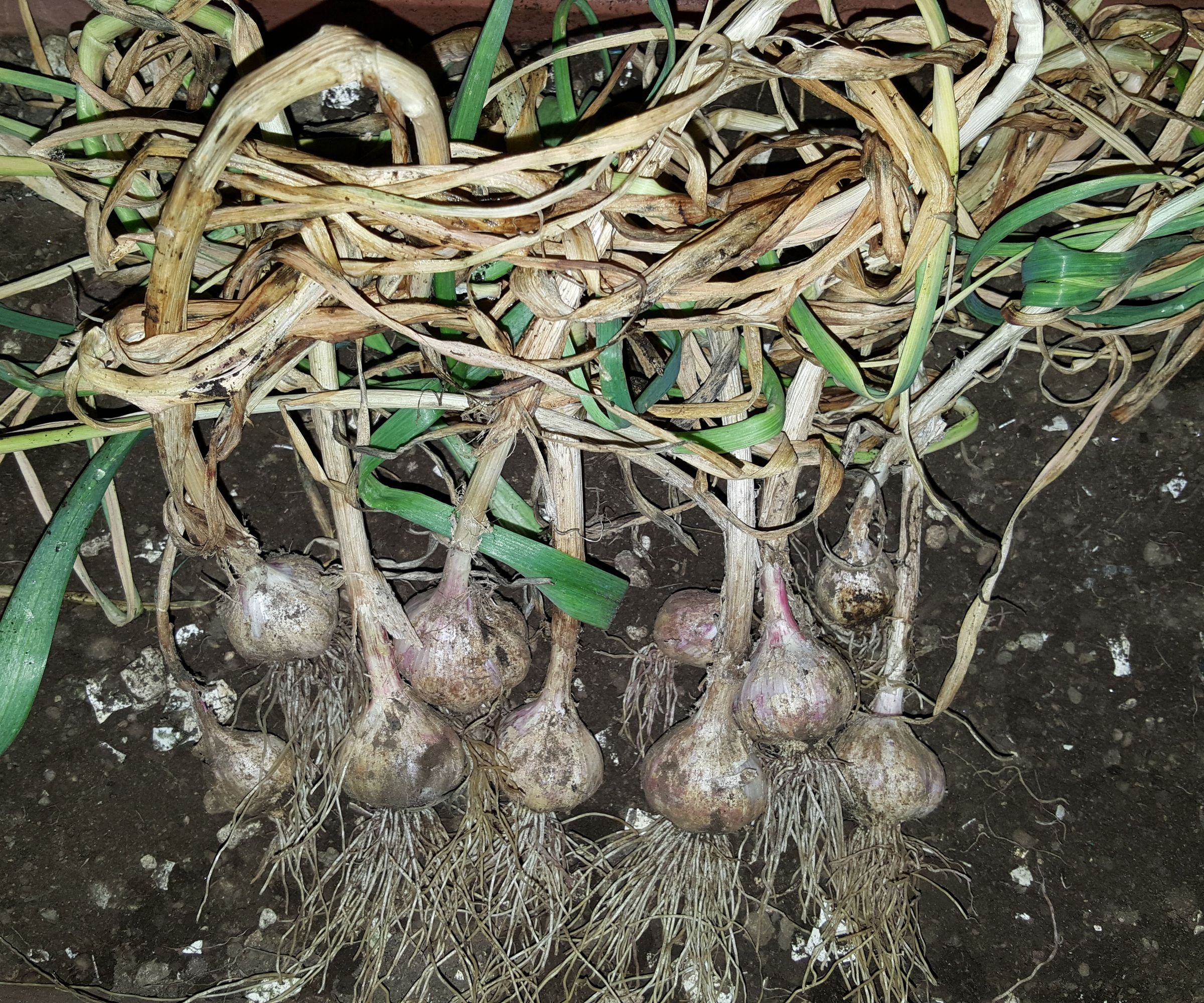 How to Grow Garlic in Urban Orchard