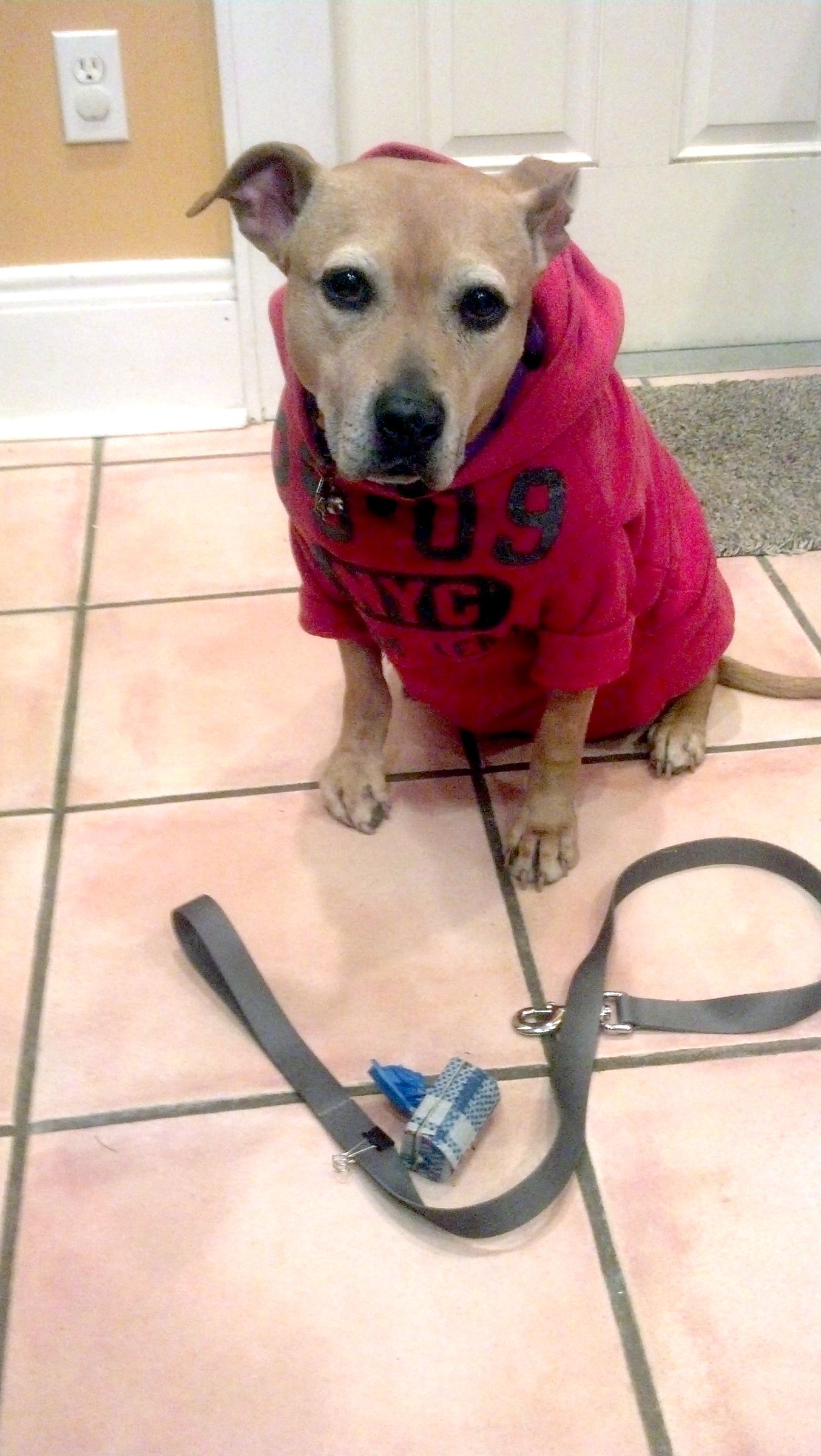 DIY Dog Bag Dispenser 4 Steps Instructables