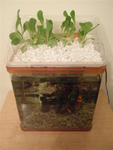 small aquaponics fish tank