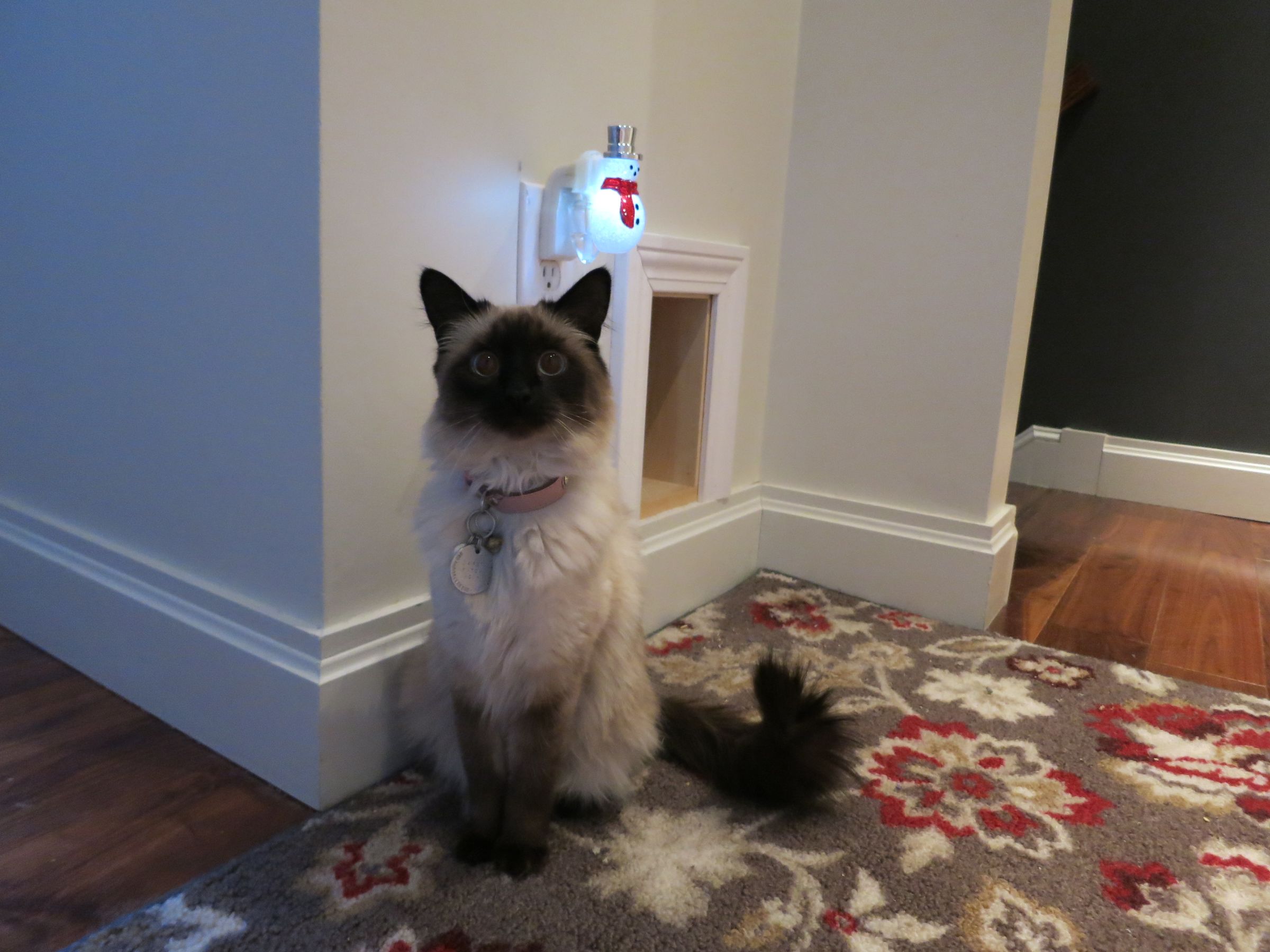 Litter Box Closet Conversion 5 Steps (with Pictures) Instructables