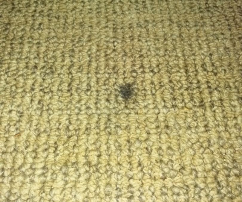 Repair Cigarette Burn in Carpets 3 Steps Instructables