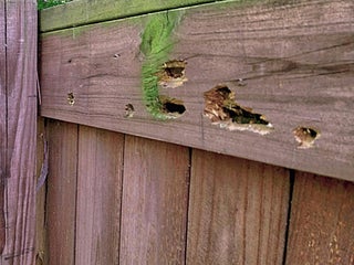 Quick And Easy Carpenter Bee Trap 6 Steps Instructables