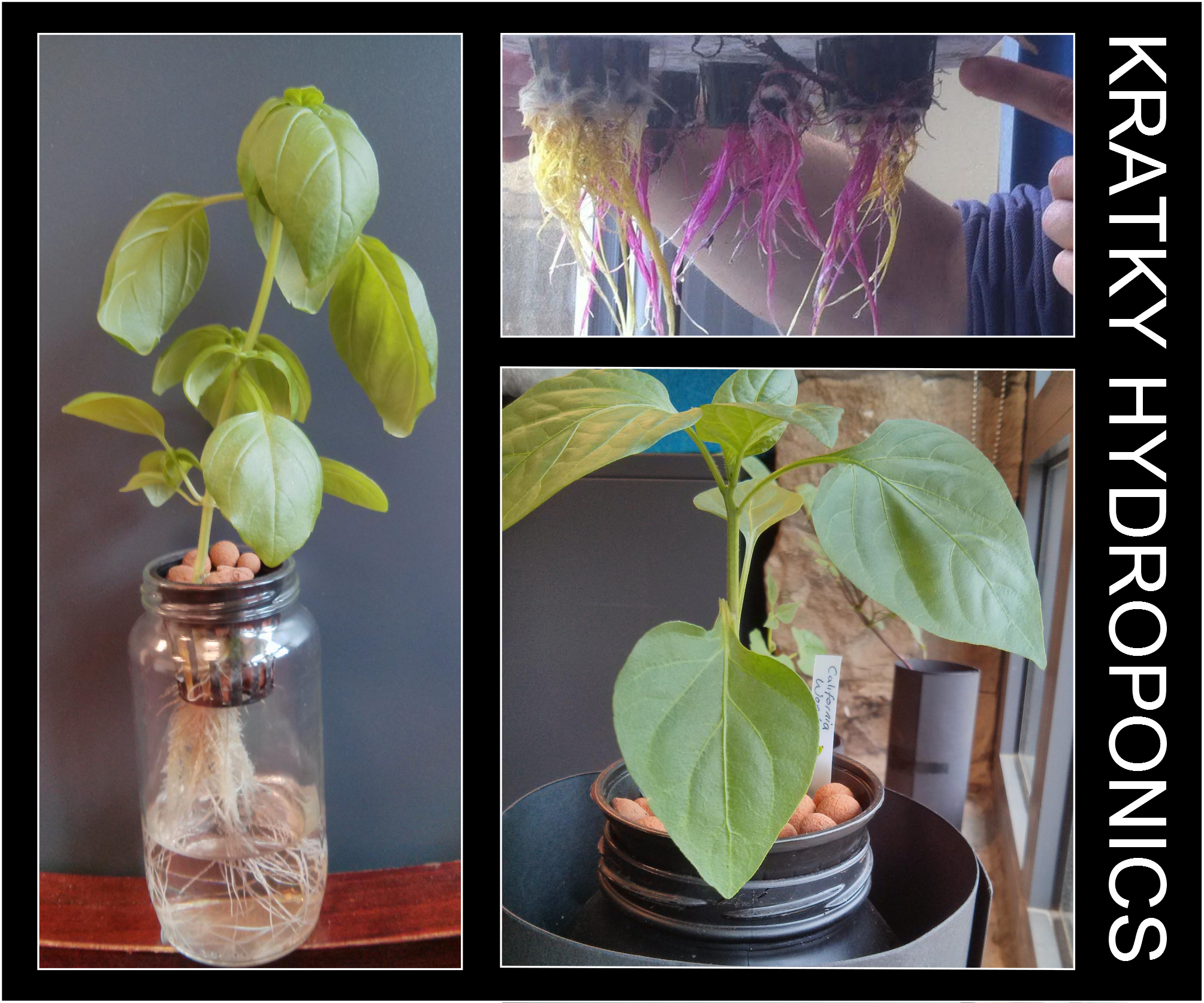 Glass Jar Kratky Hydroponics UPDATED 8 Steps Instructables