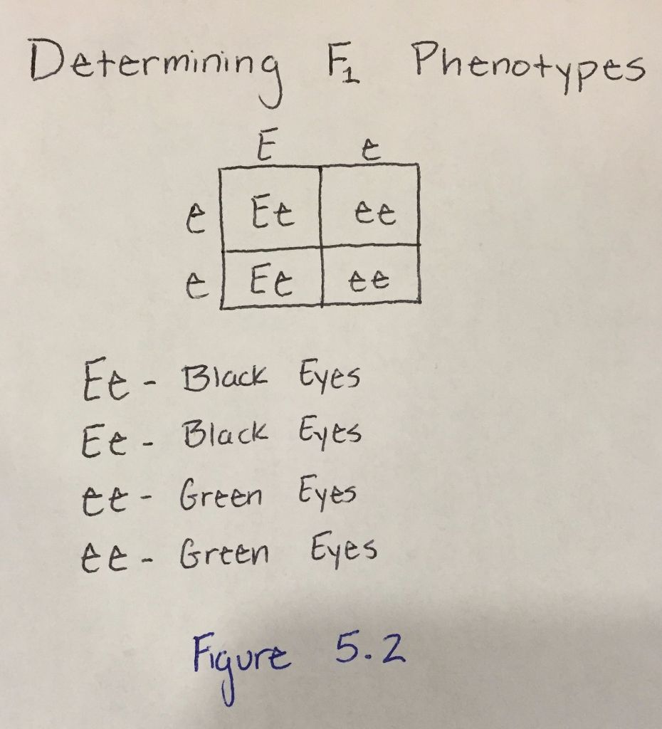Using Punnett Squares to Calculate Phenotypic Probabilities : 14 Using Punnett Squares to Calculate Phenotypic Probabilities : 14