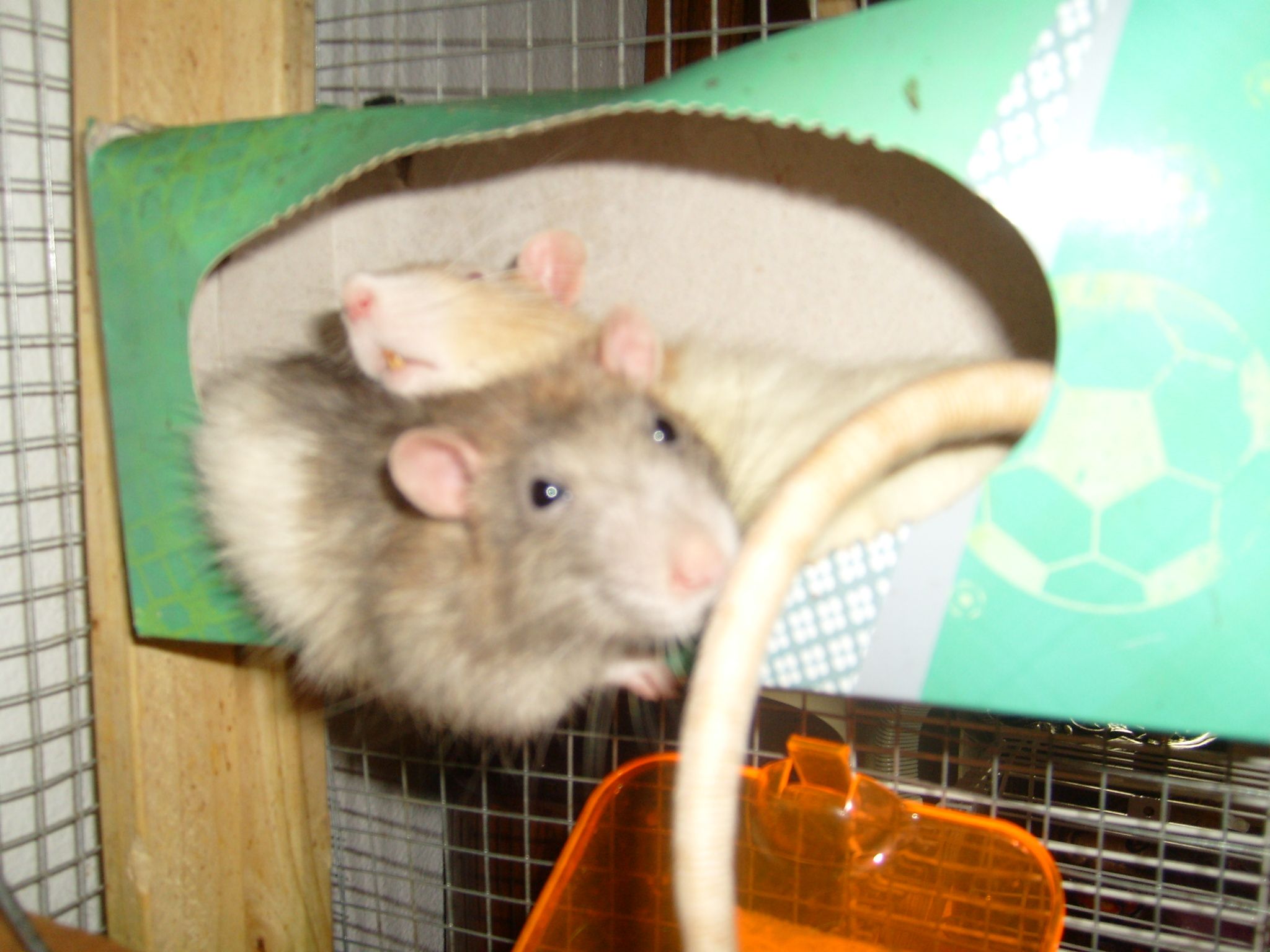 How To Pet Rats 8 Steps Instructables