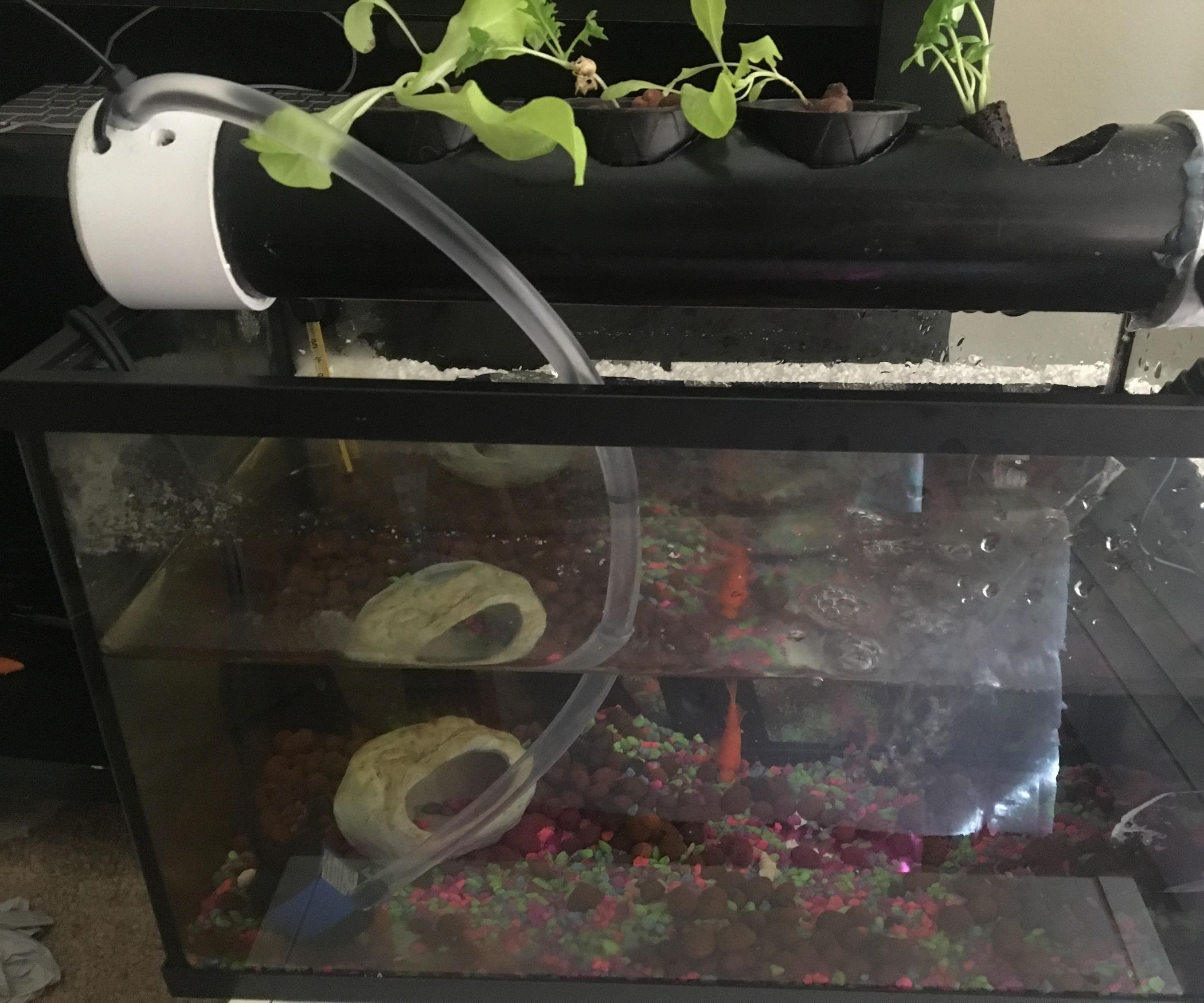 Aquaponics for 10 Gallon Fish Tank 4 Steps Instructables