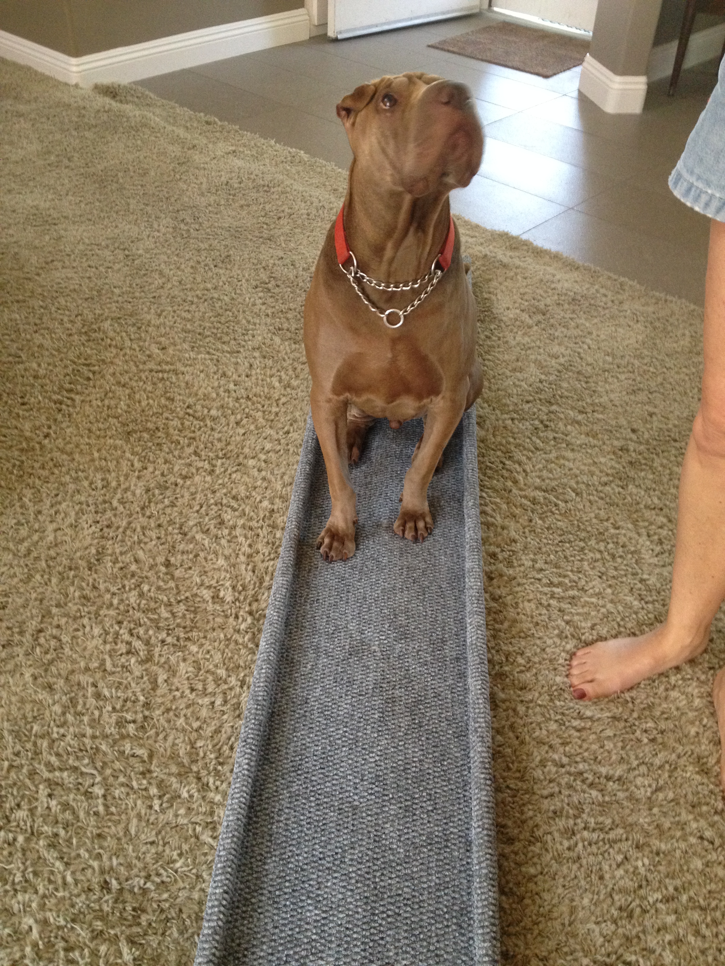 Inexpensive dog ramp Clearance