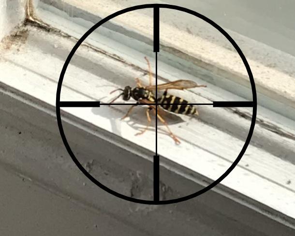 Kill A Wasp Inside Your Home 5 Steps With Pictures Instructables Kill A Wasp Inside Your Home 5 Steps With Pictures Instructables