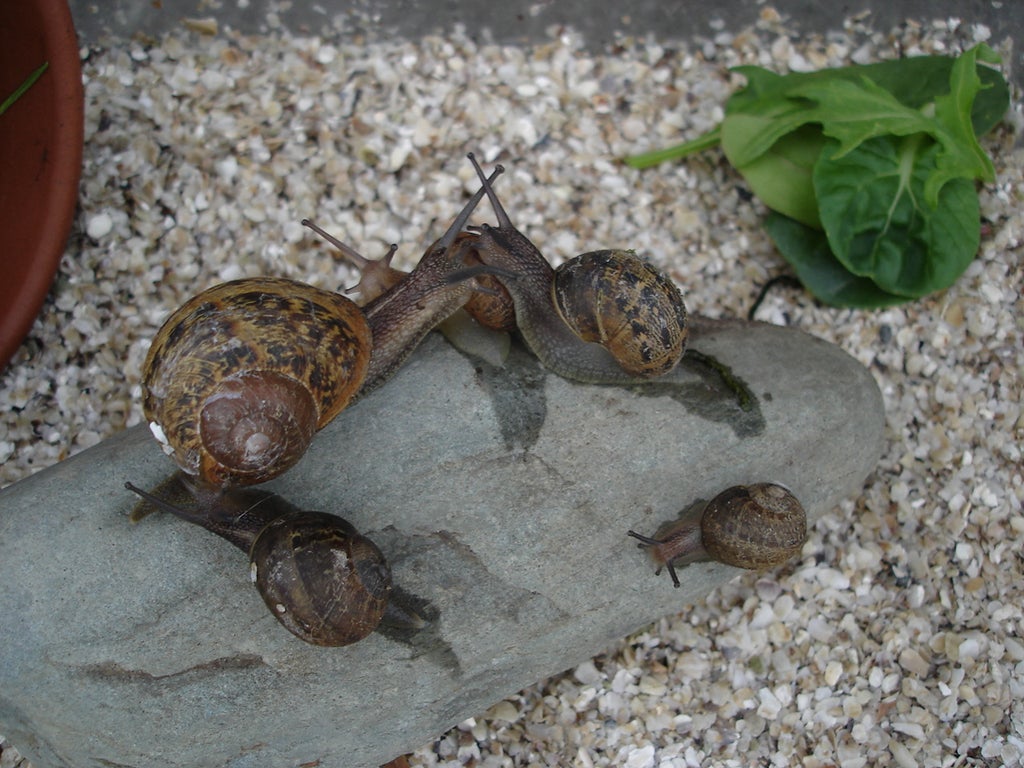 Keeping Pet Snails @ Home : 5 Steps - Instructables