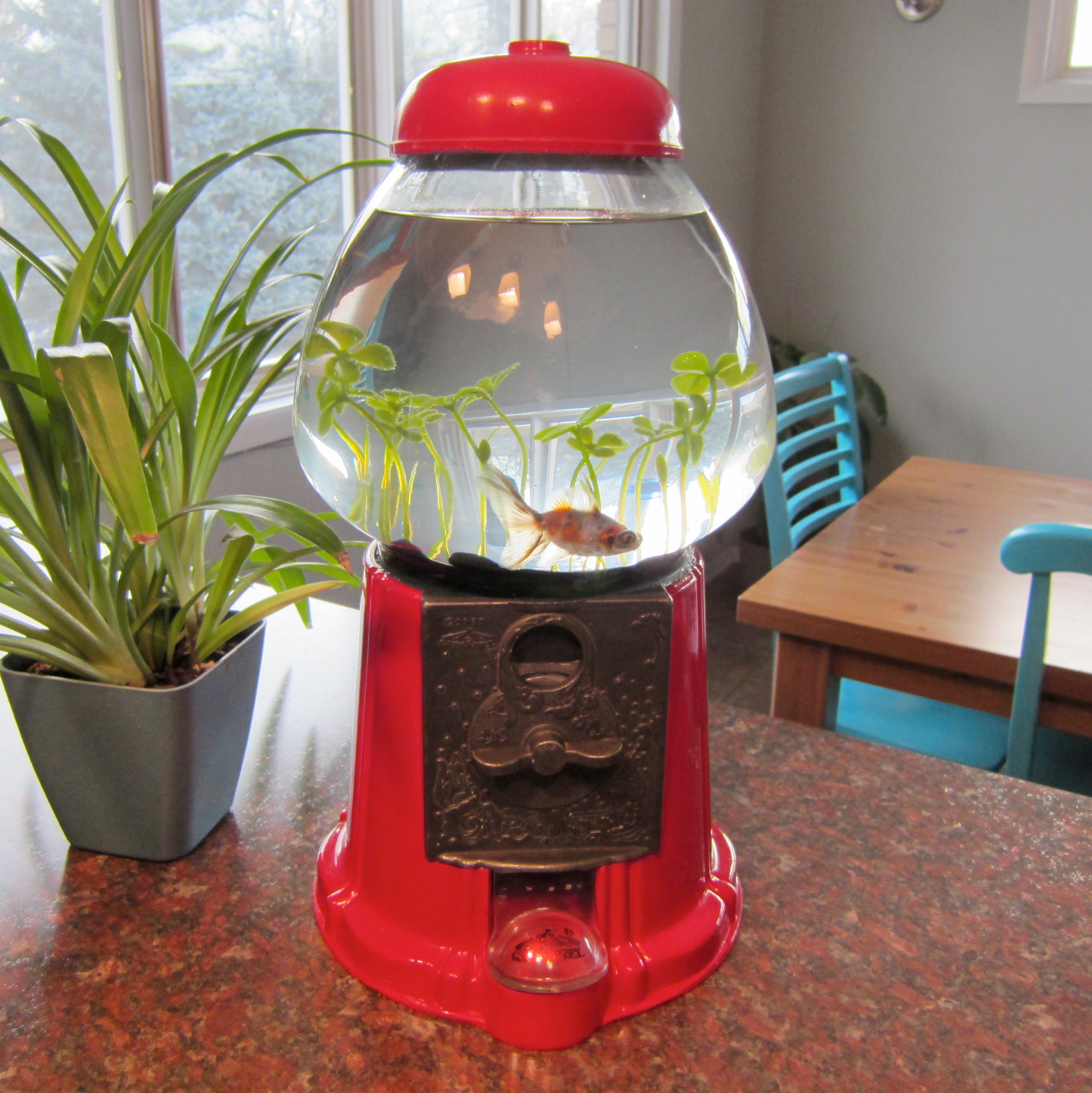 Gumball Machine Fish Tank 4 Steps (with Pictures) Instructables