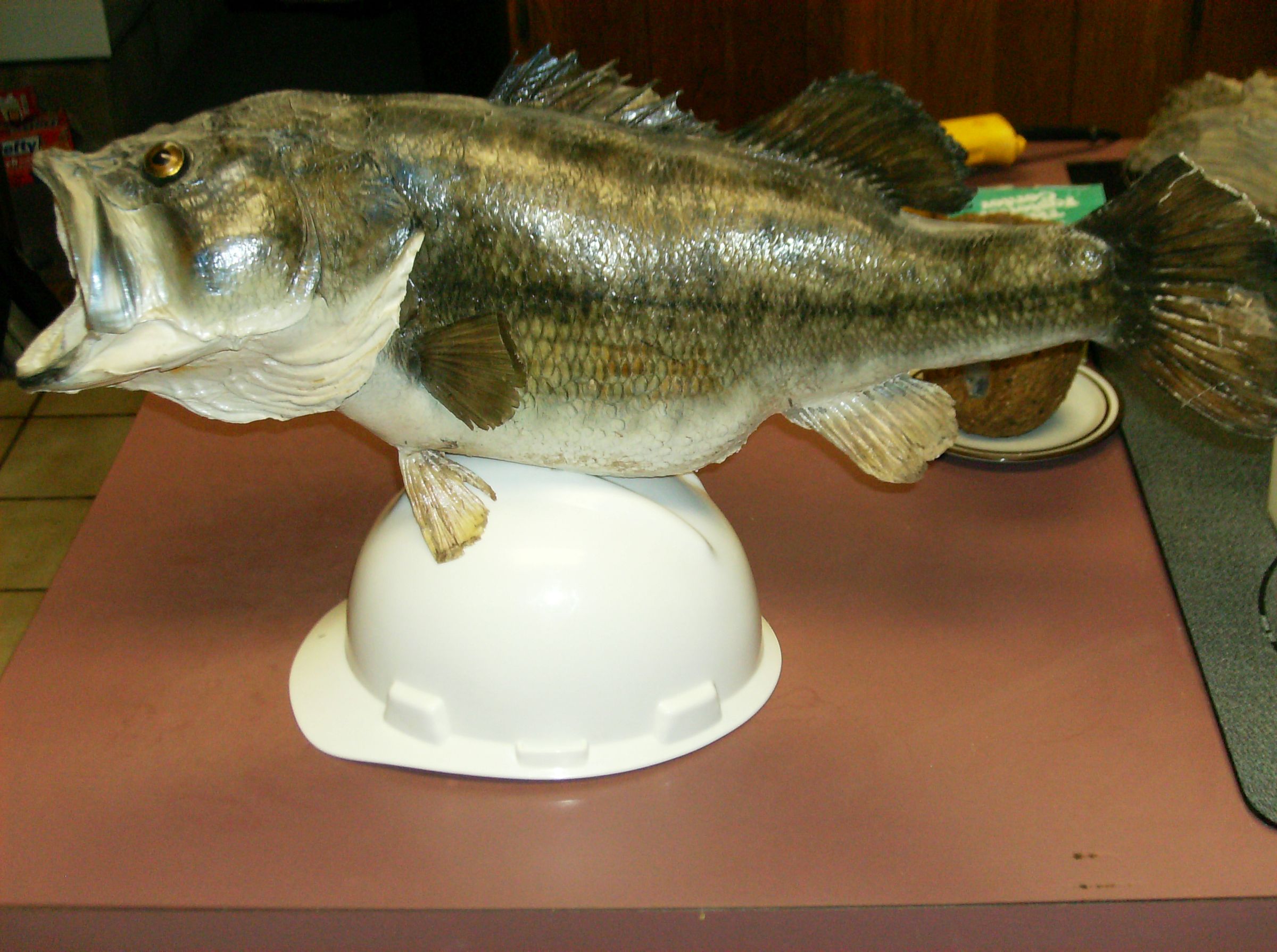 The Taxidermied Fish Helmet!