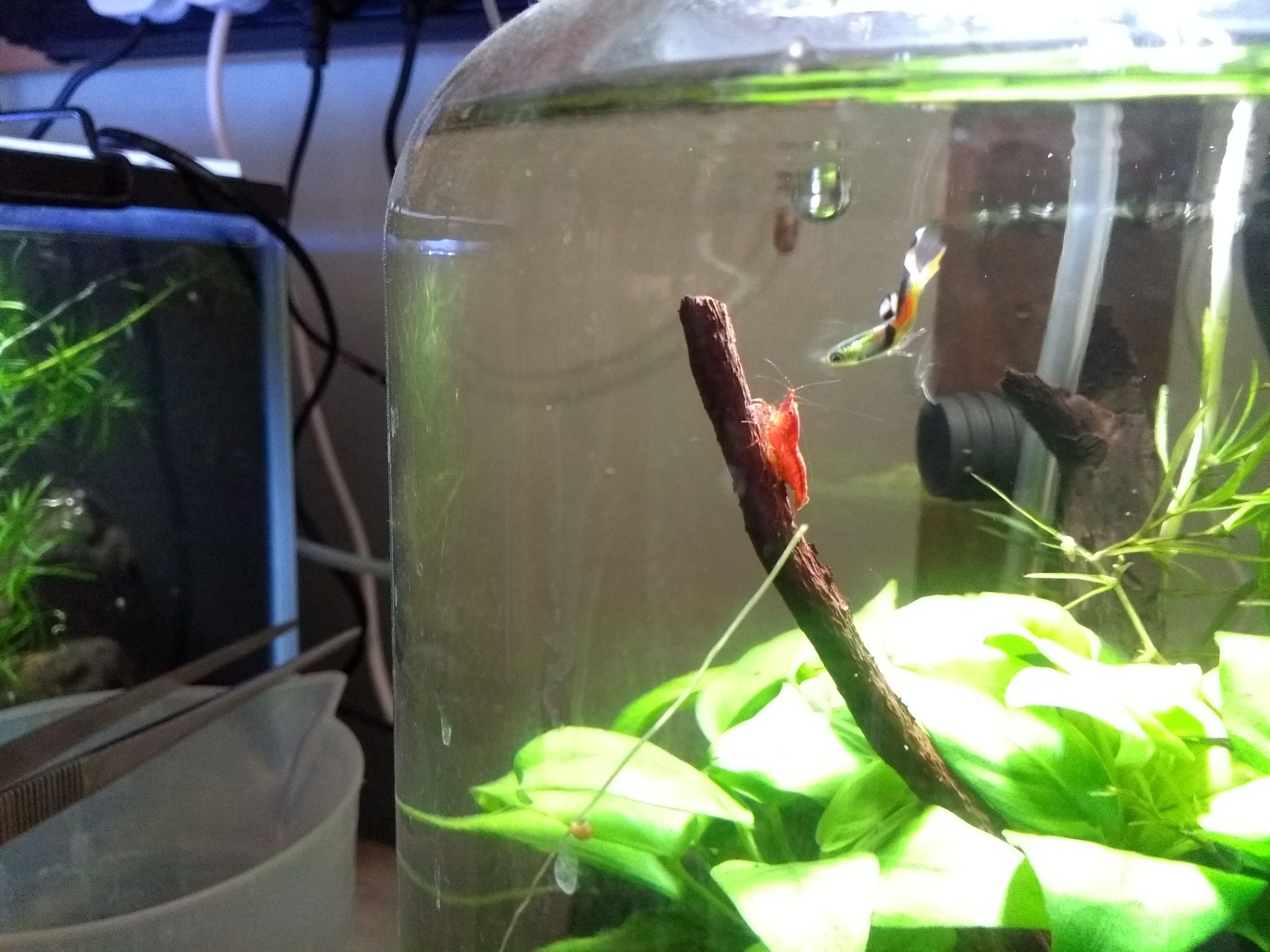 Drink Dispenser Aquarium 3 Steps (with Pictures) Instructables