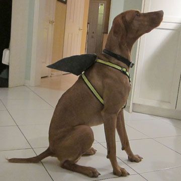 shark dog harness