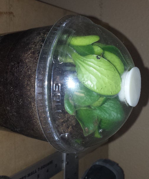 Espresso Mini Greenhouses 7 Steps Instructables