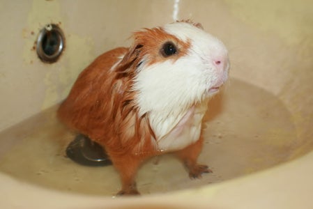 How To Bathe Guinea Pigs 4 Steps Instructables How To Bathe Guinea Pigs 4 Steps Instructables