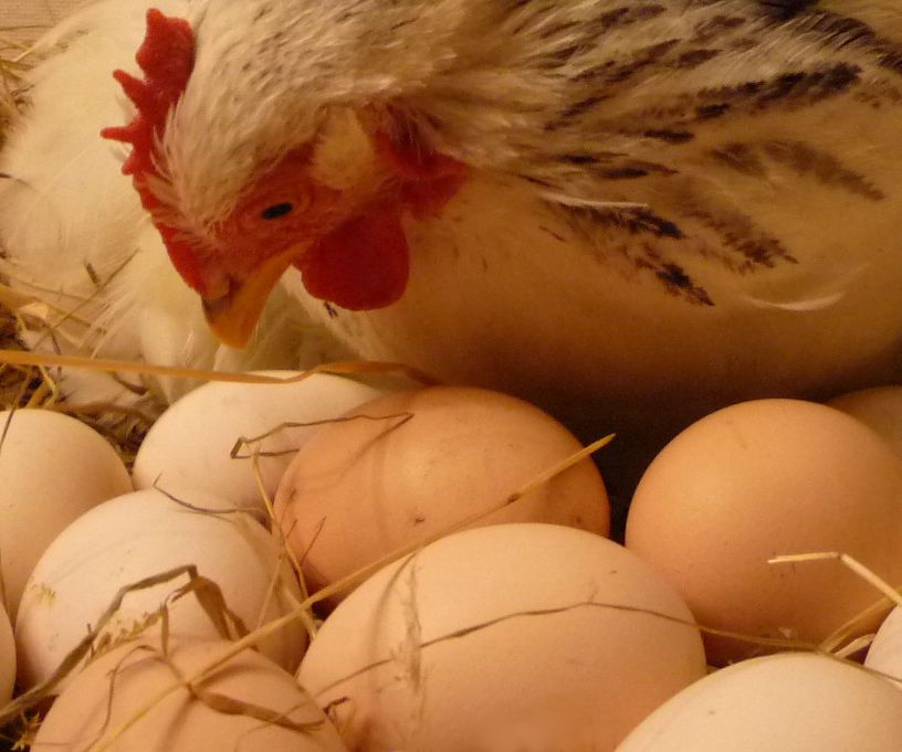 How to Freeze Eggs