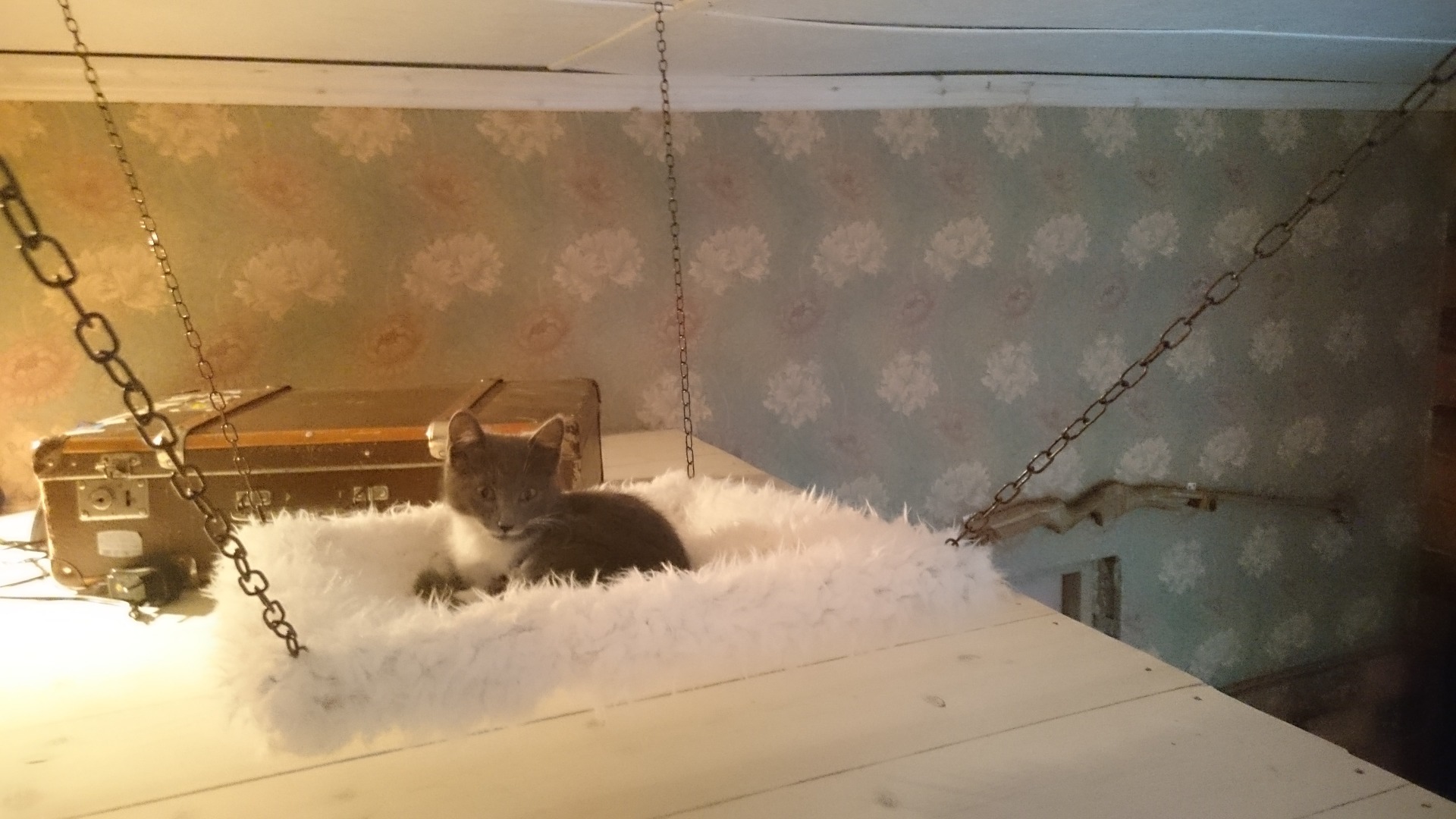 Hanging Cat Bed 5 Steps (with Pictures) Instructables