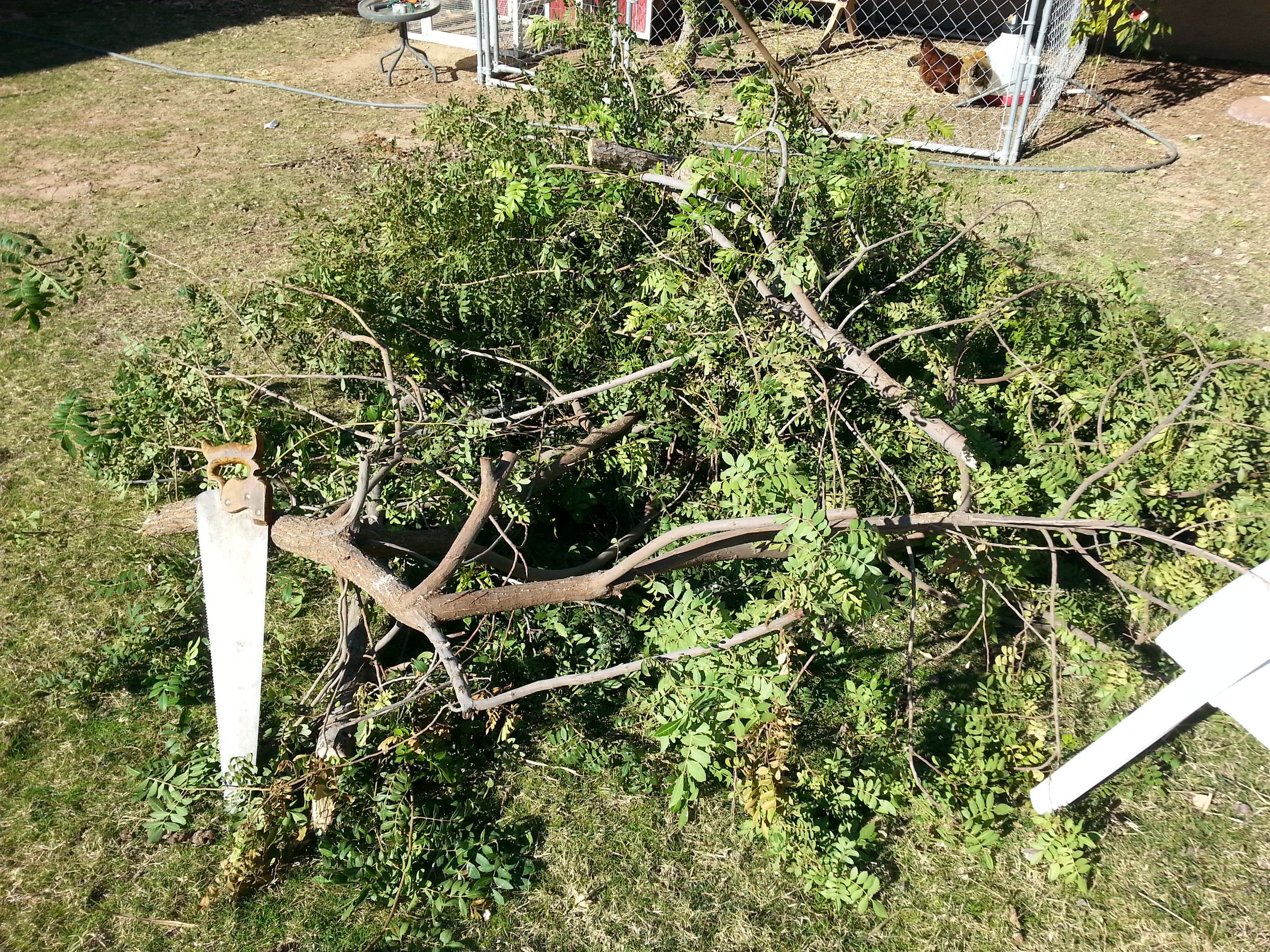 Rasp and Pepper Tree Knife : 6 Steps (with Pictures) - Instructables